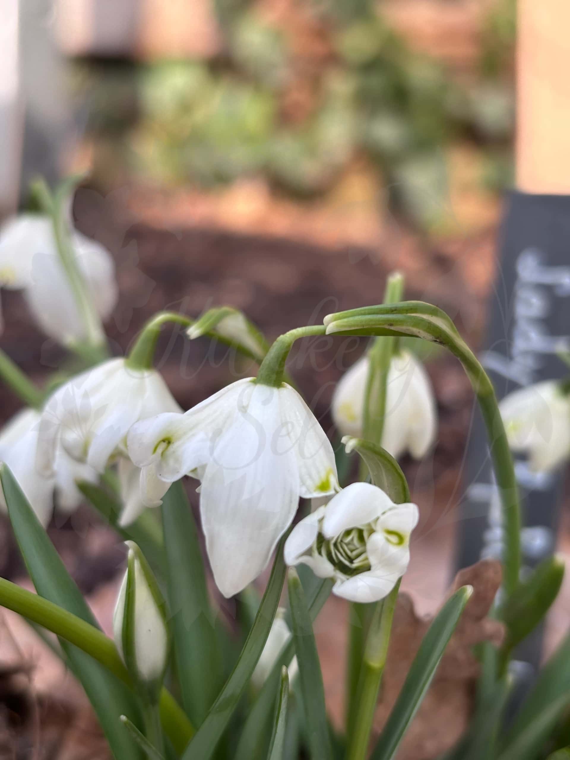 Galanthus "Lady Elphinstone" 1