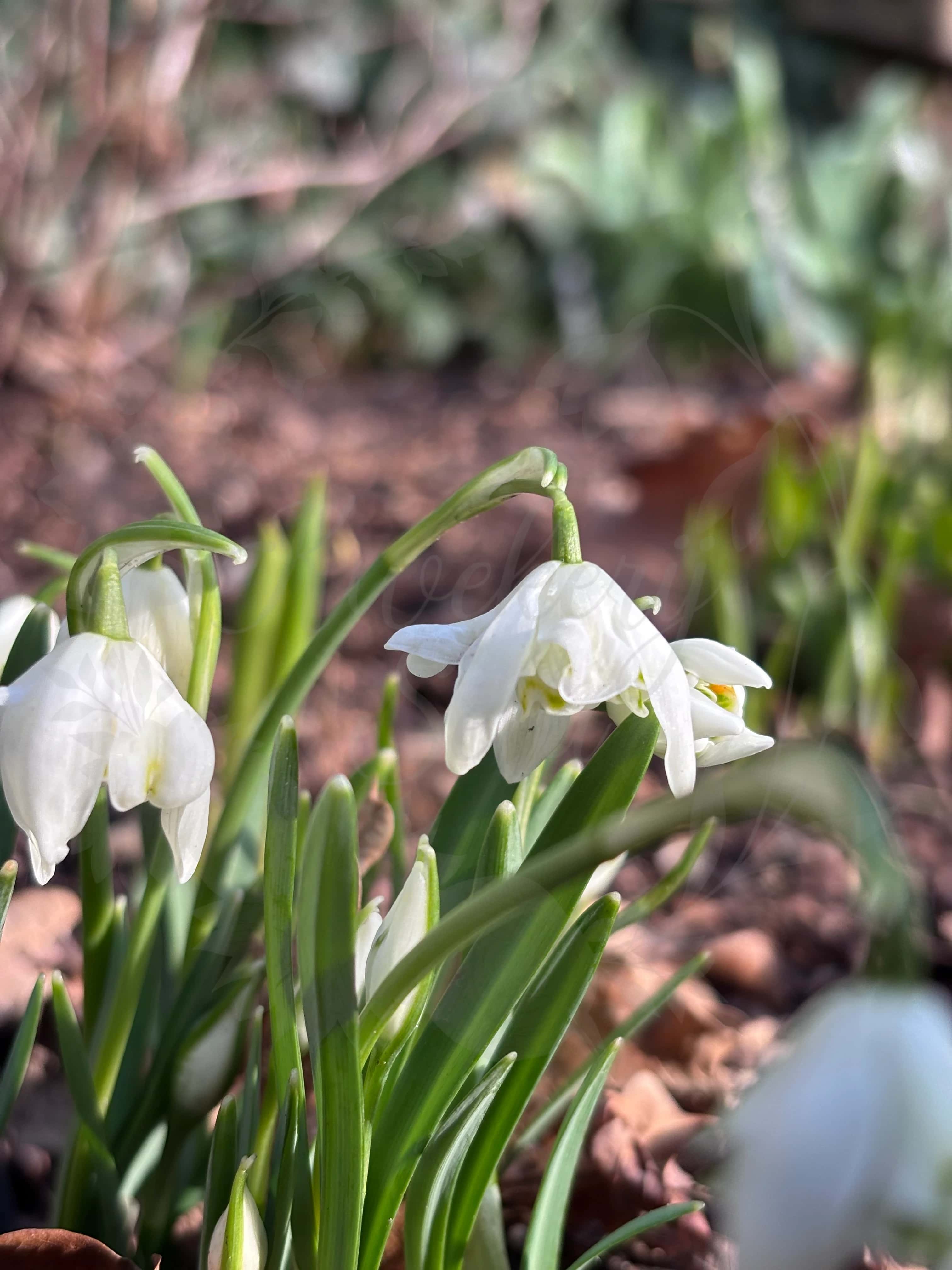 Galanthus "Lady Elphinstone" 4