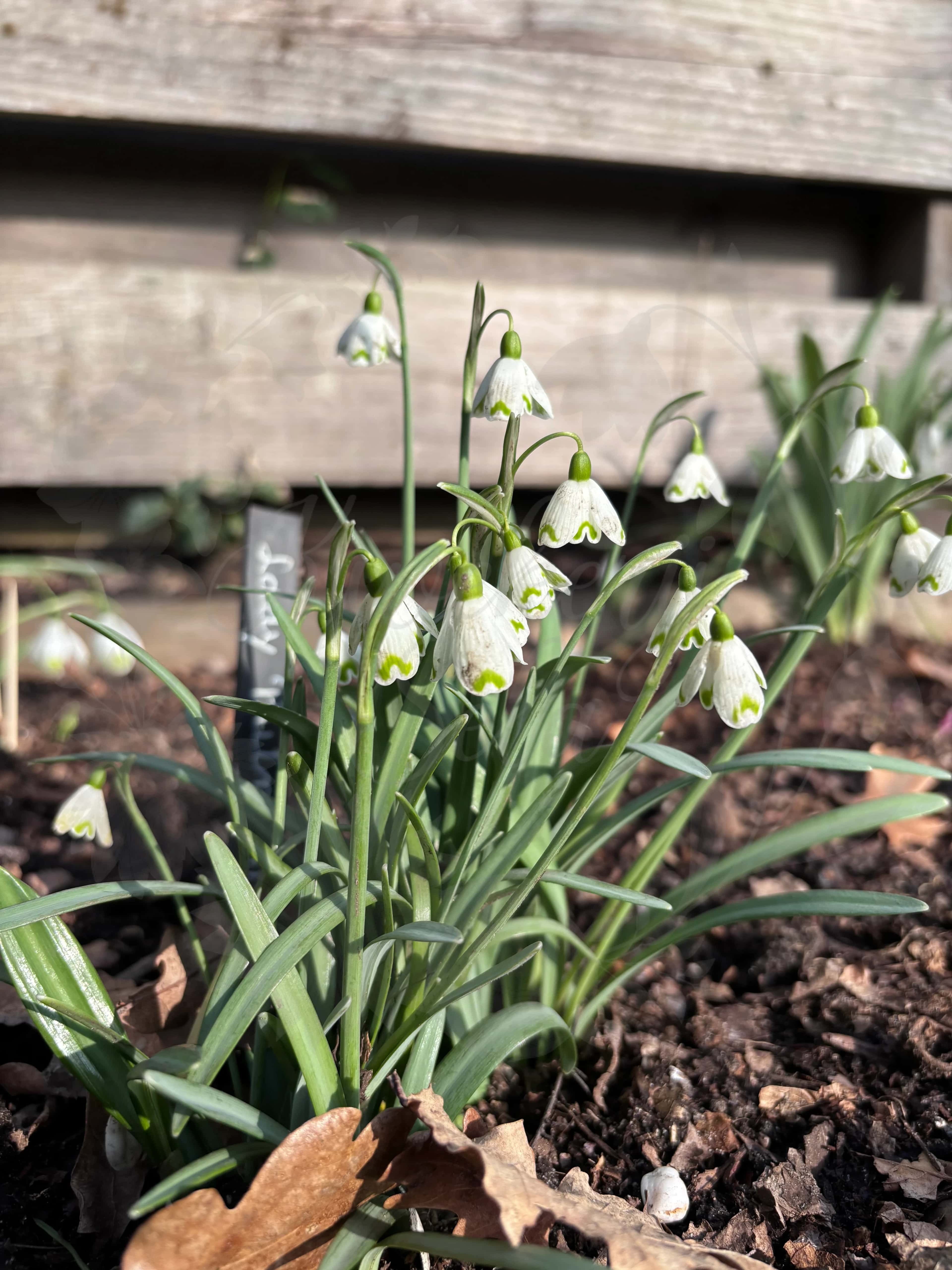 Galanthus "Lady Putman" 3