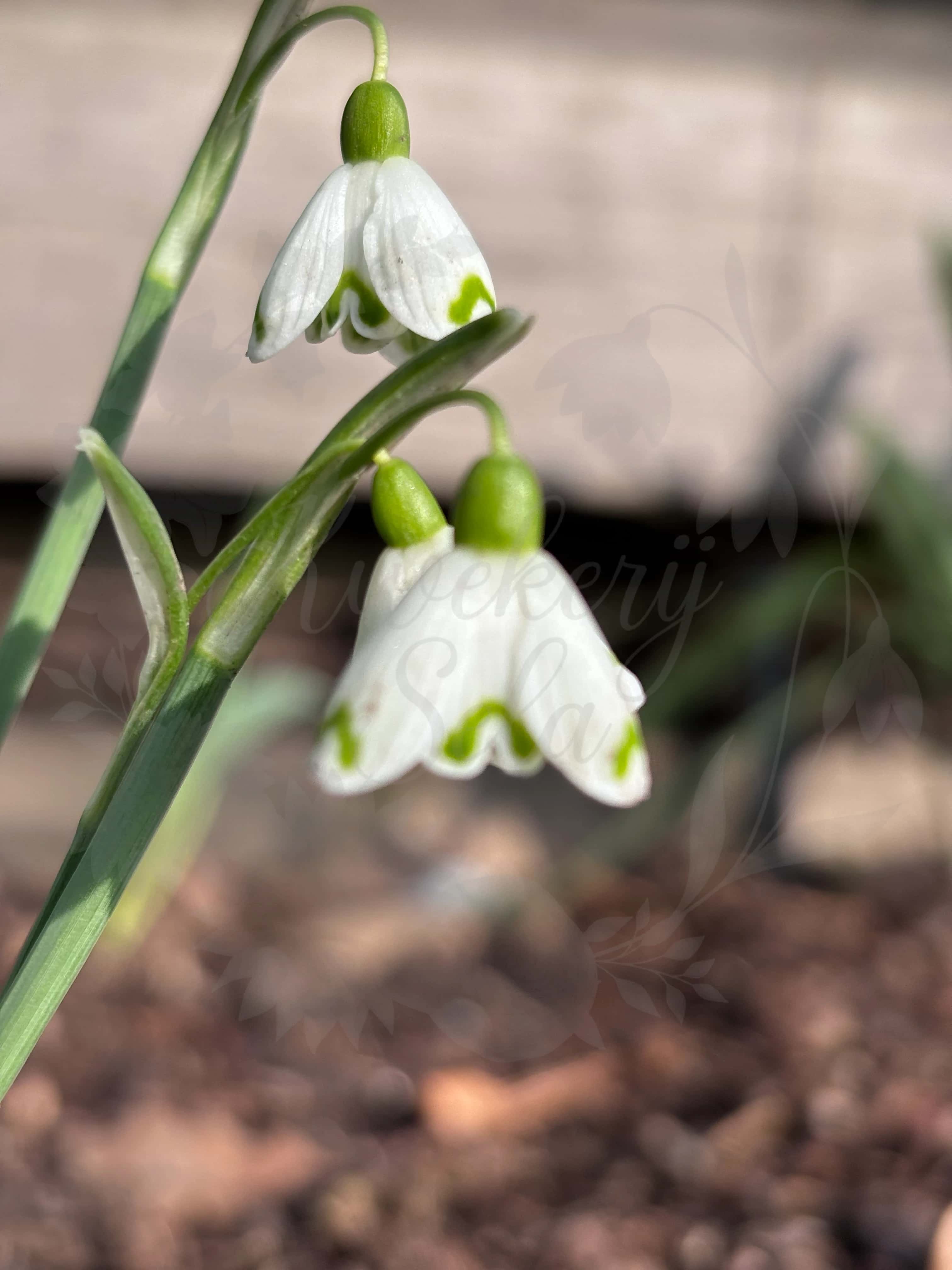 Galanthus "Lady Putman" 2