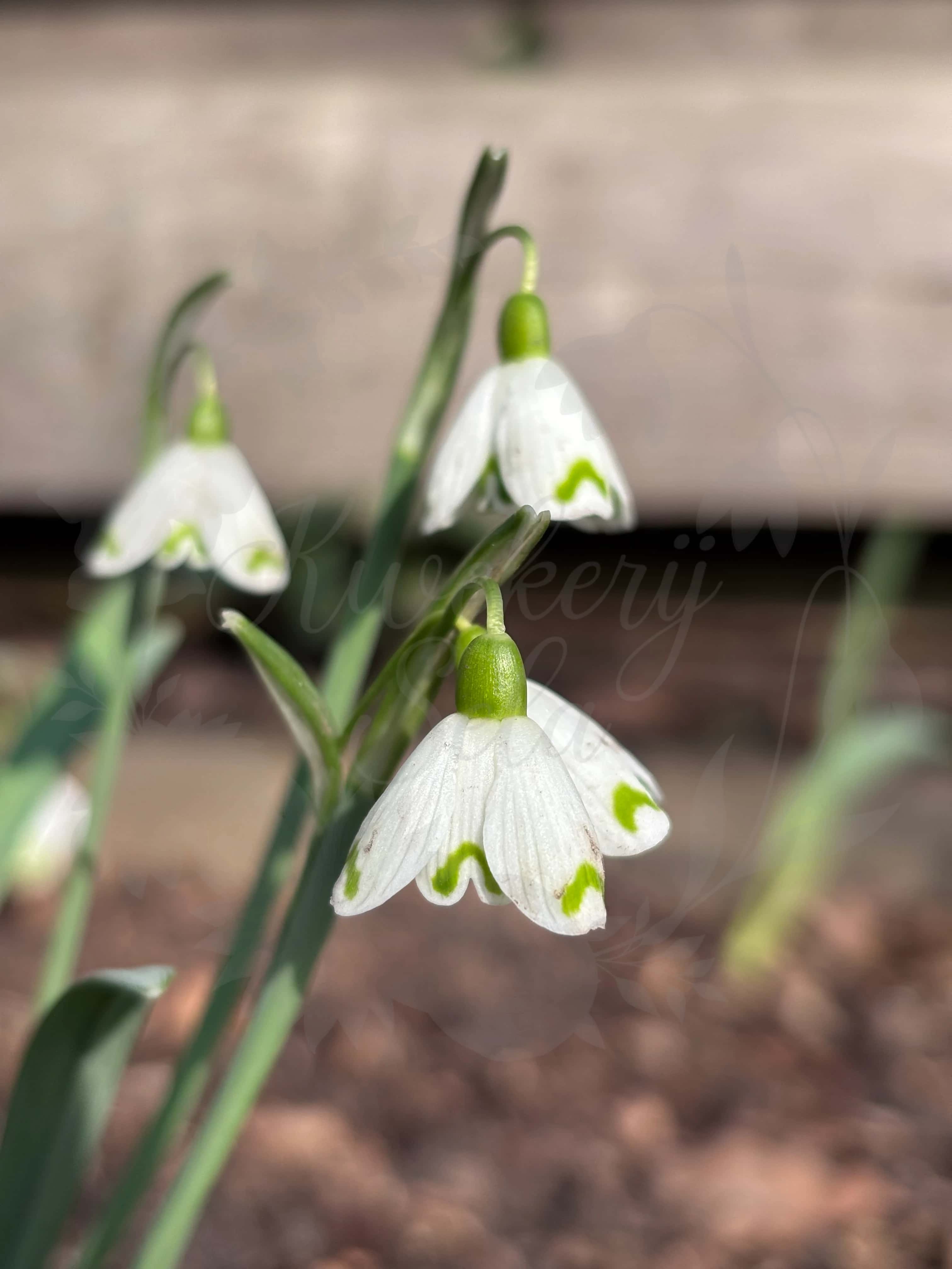 Galanthus "Lady Putman" 1