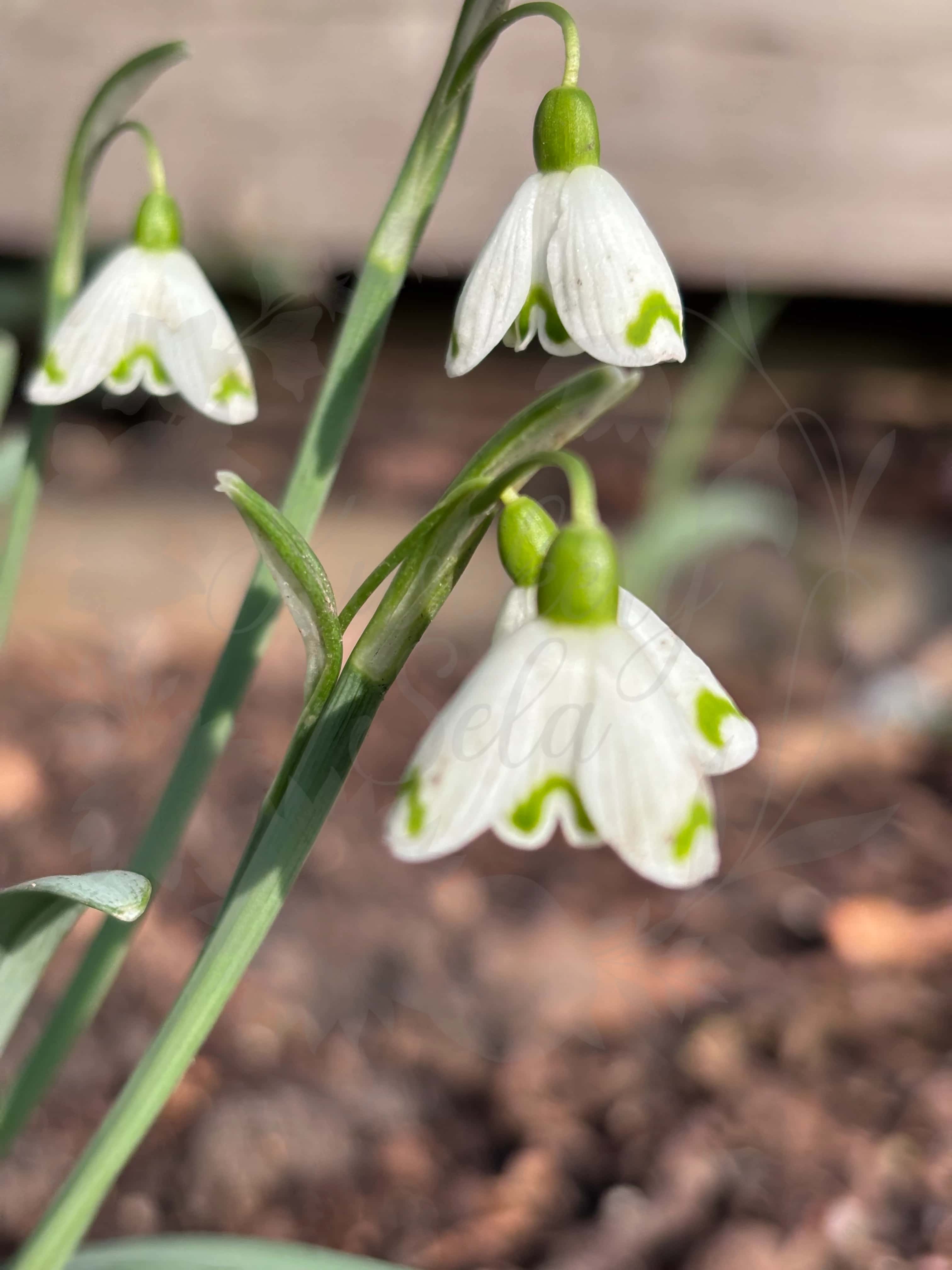 Galanthus "Lady Putman" 4