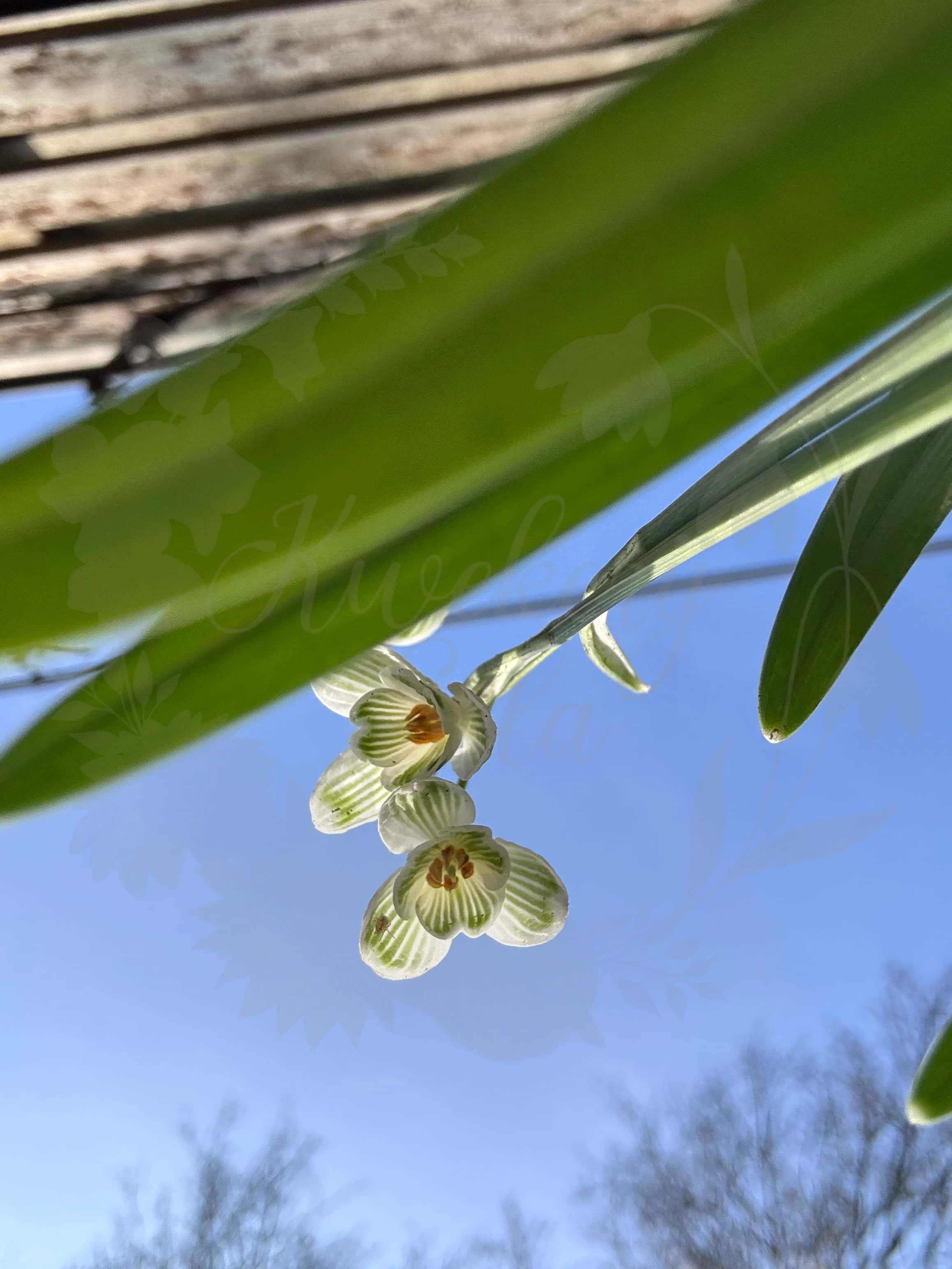 Galanthus "Lady Putman" 5