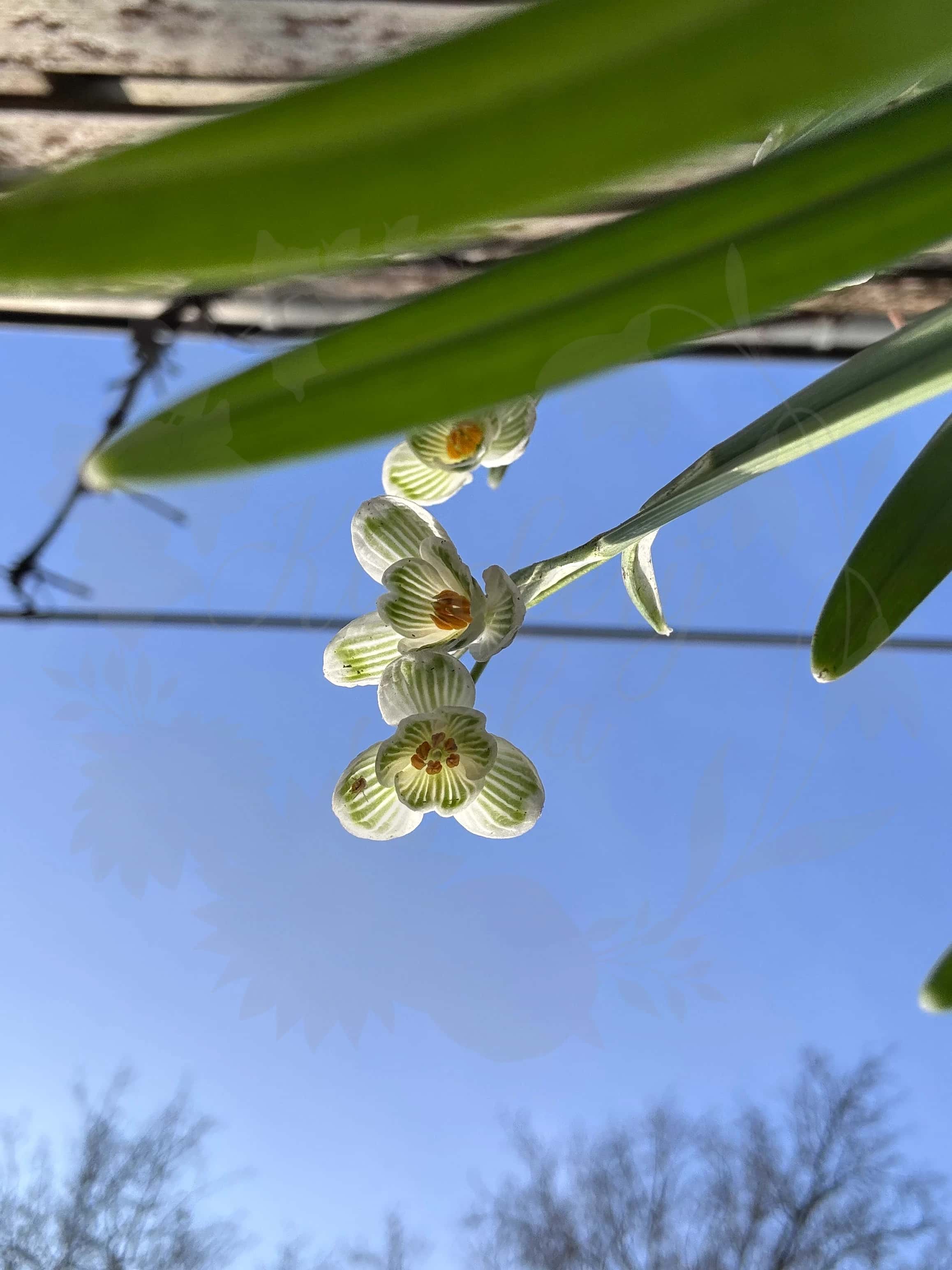 Galanthus "Lady Putman" 6