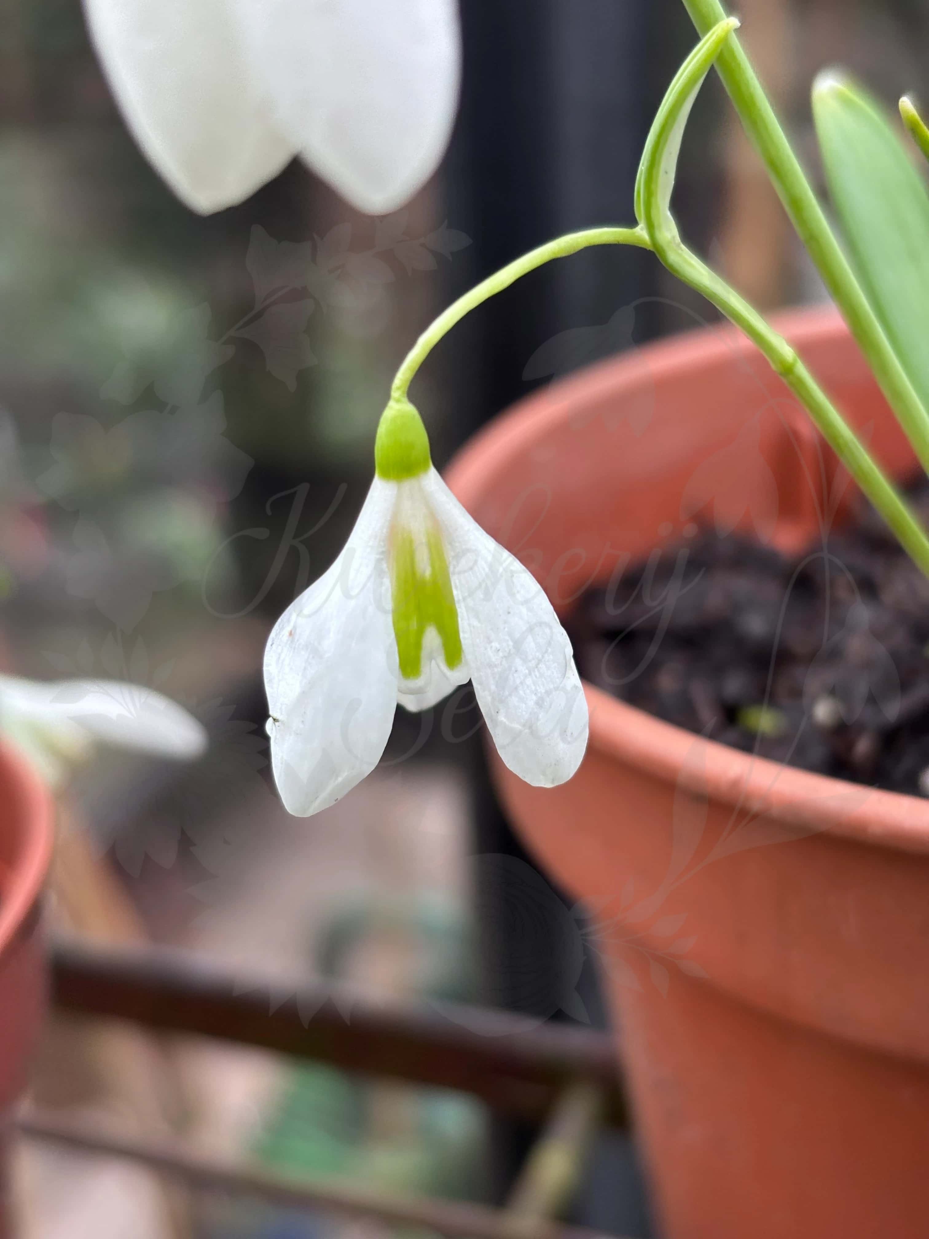 Galanthus "Lemons Drop" 2