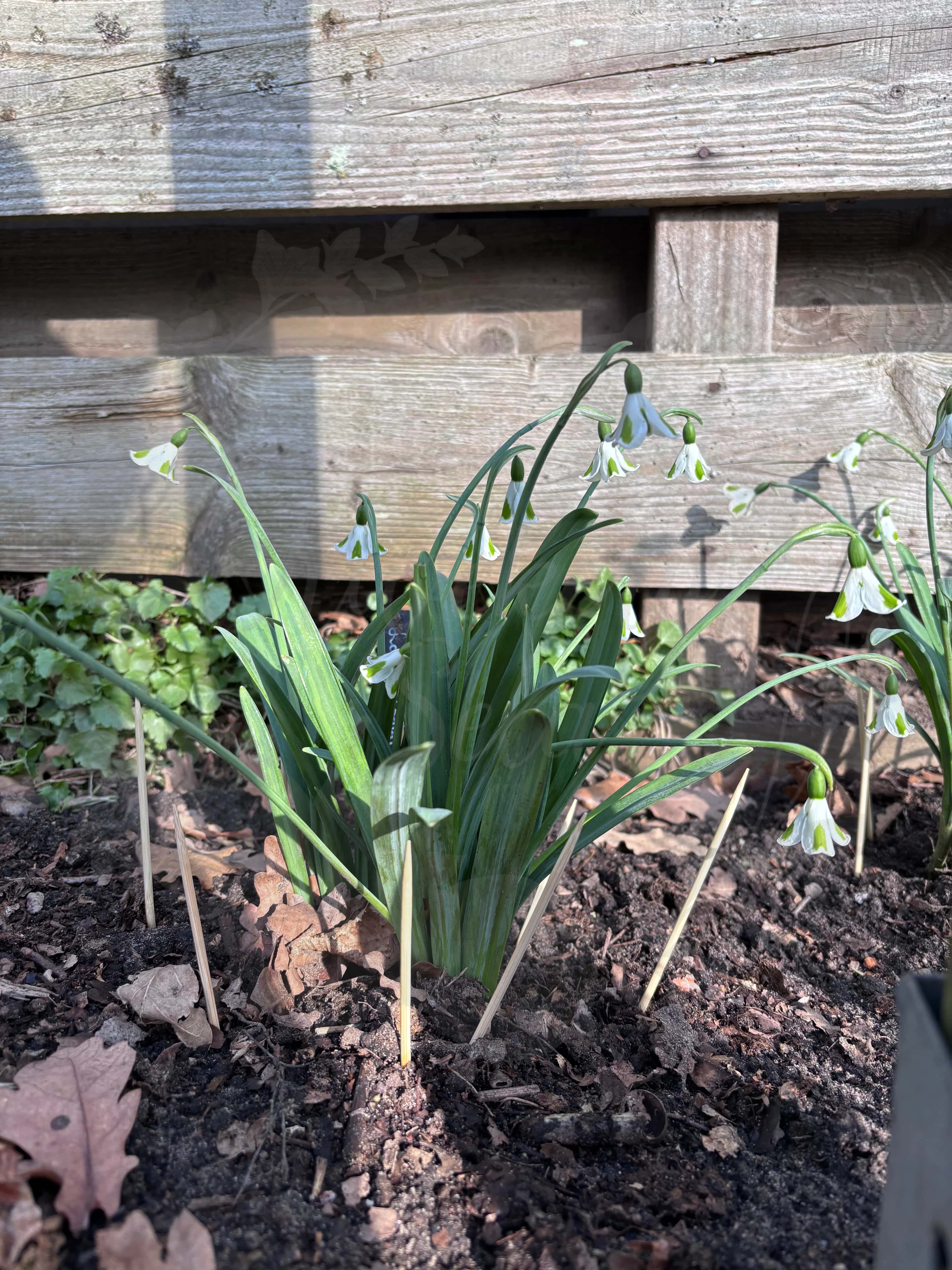 Galanthus "Long John Silver" 2