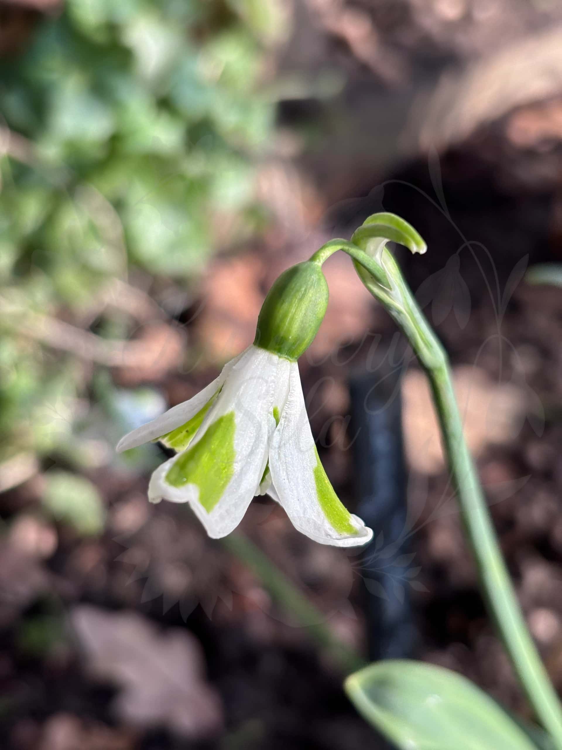 Galanthus "Long John Silver" 3