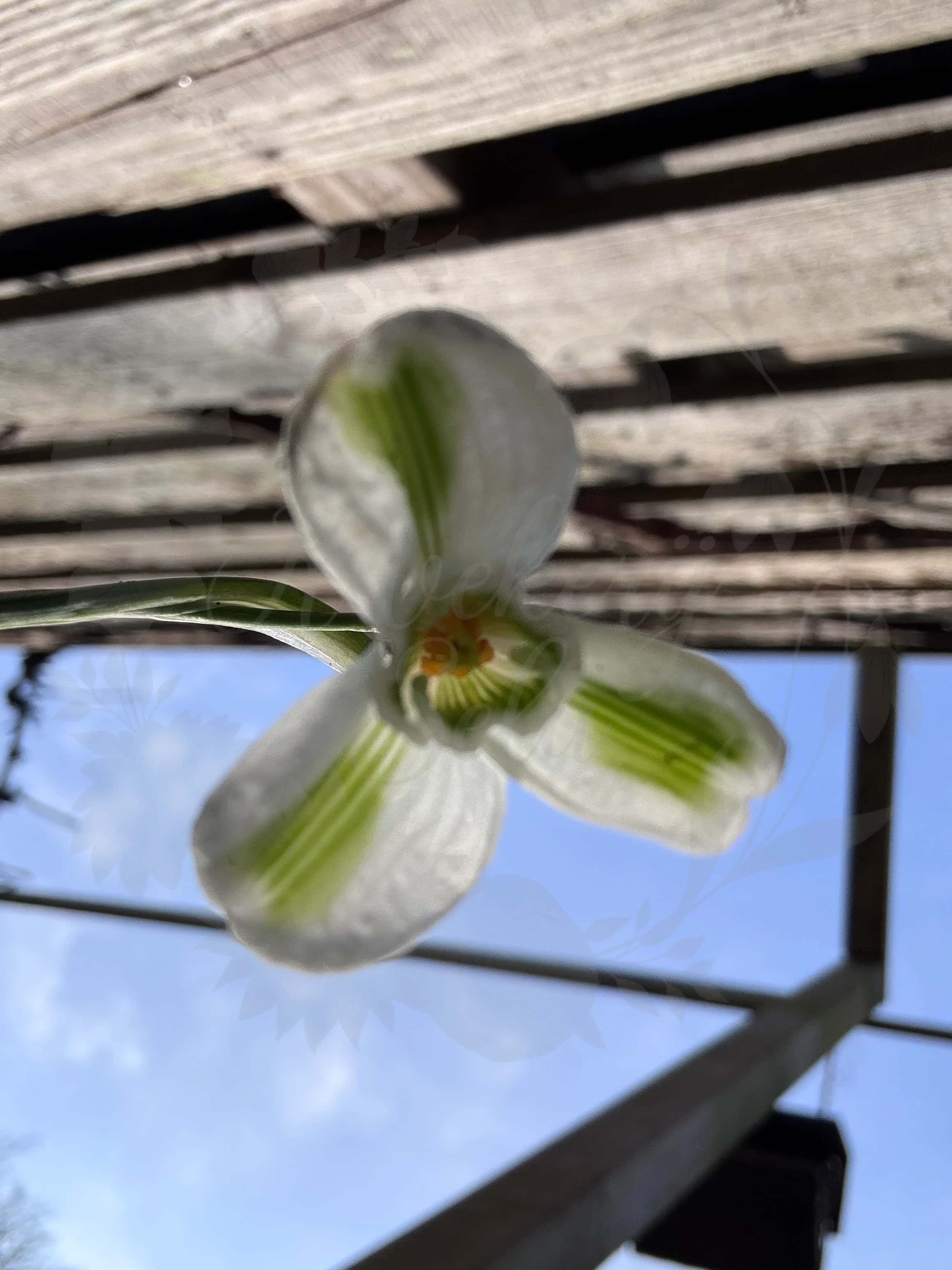 Galanthus "Long John Silver" 4