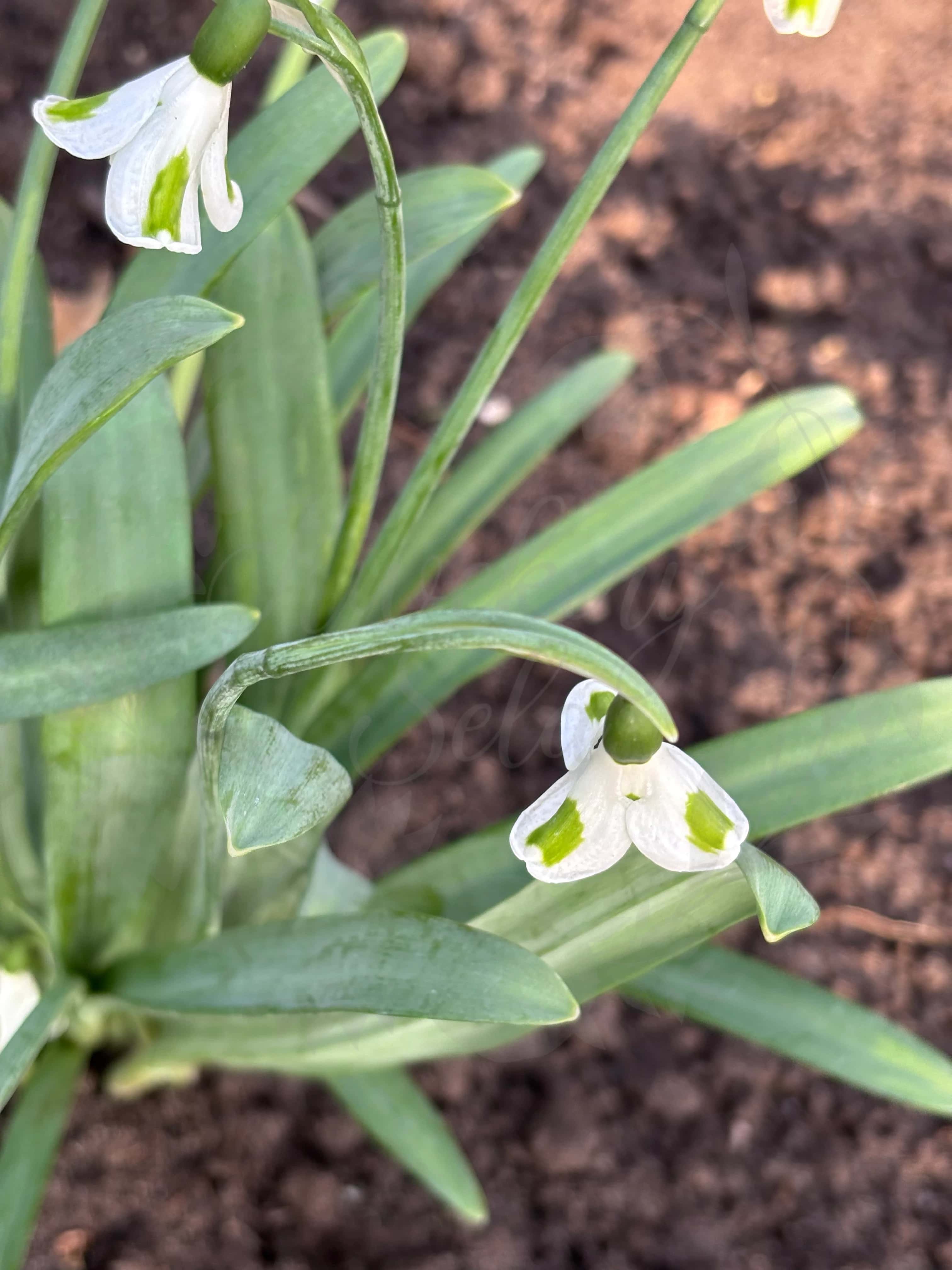 Galanthus "Long John Silver" 5