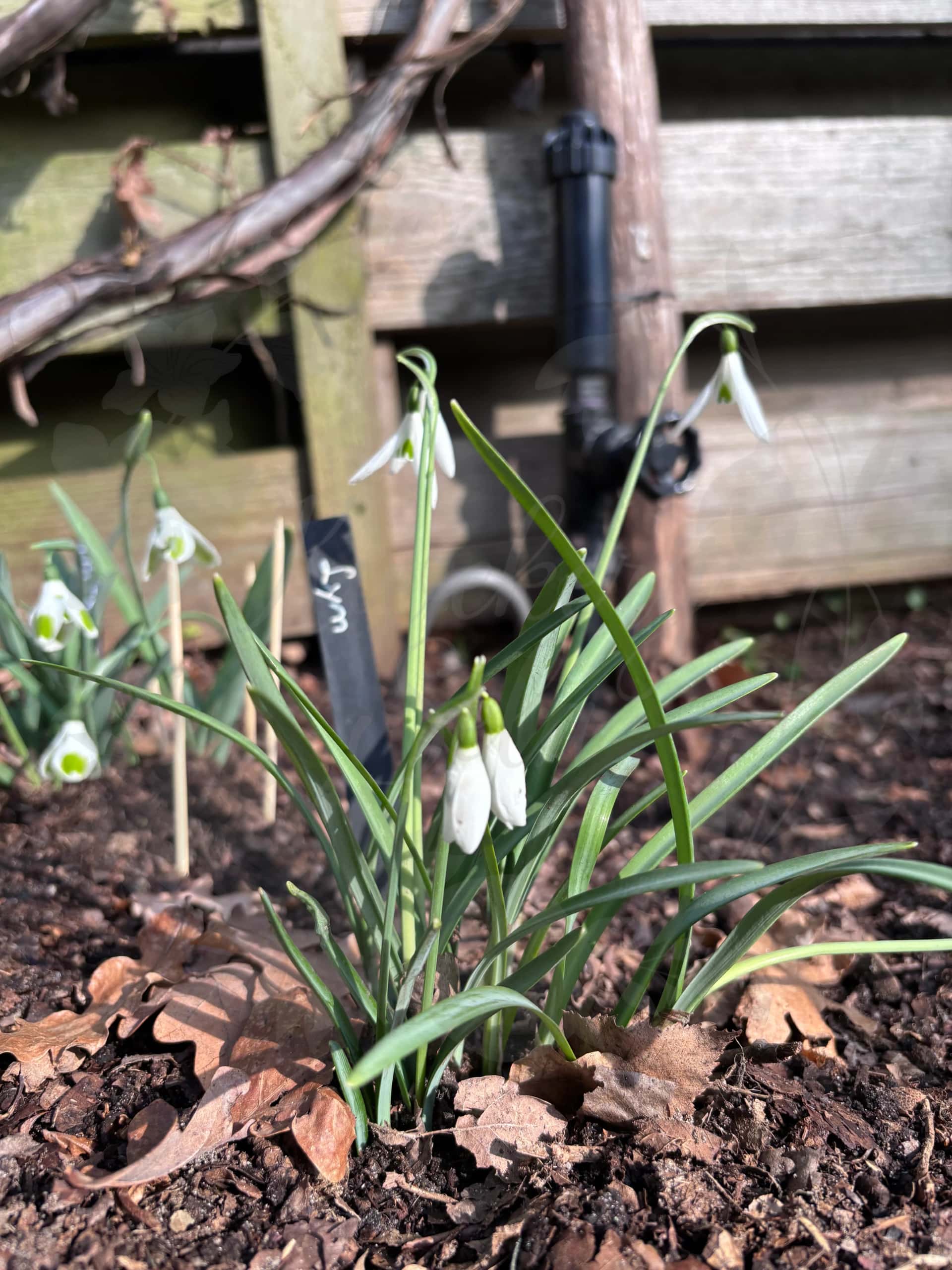 Galanthus "Lyn" 4