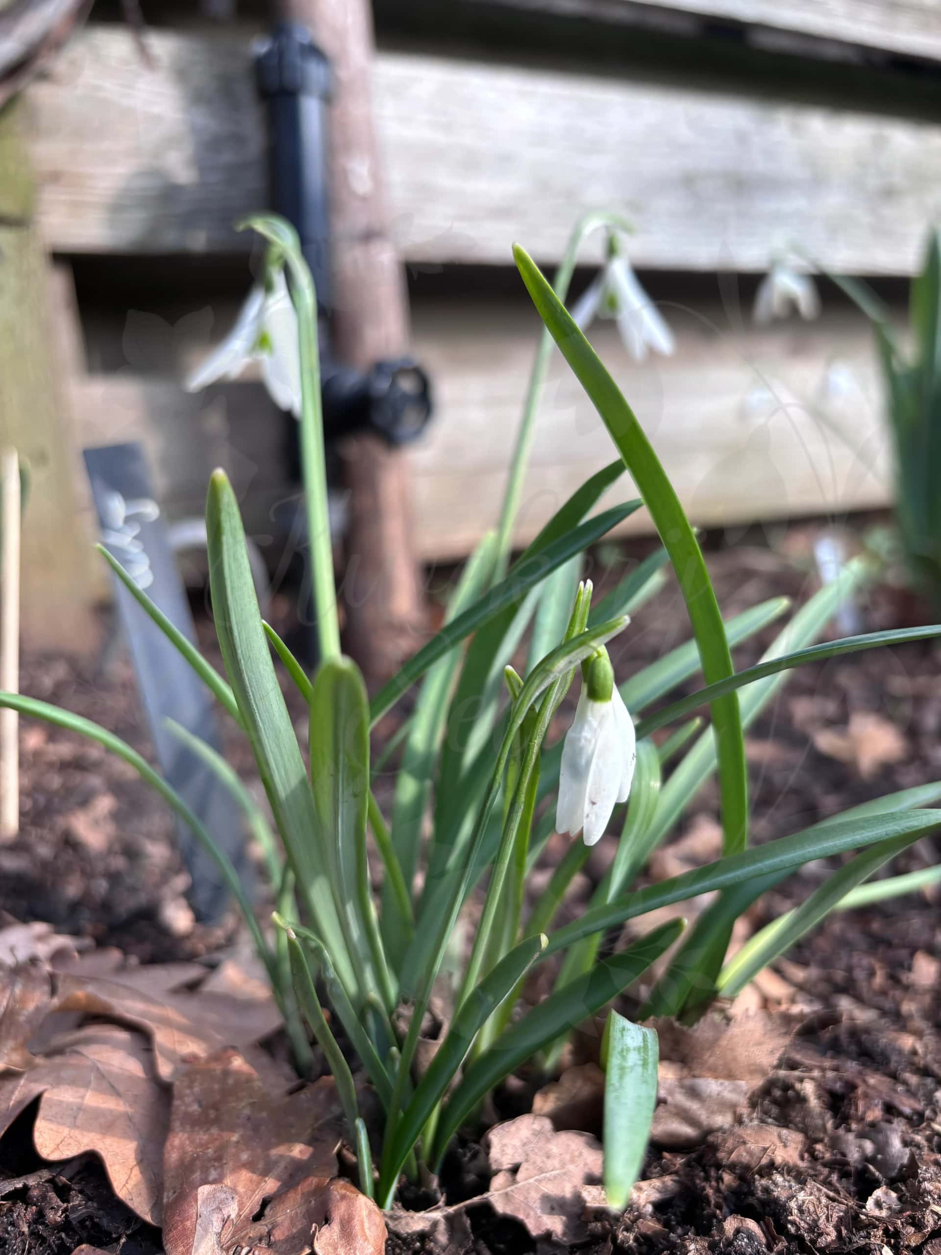 Galanthus "Lyn" 2