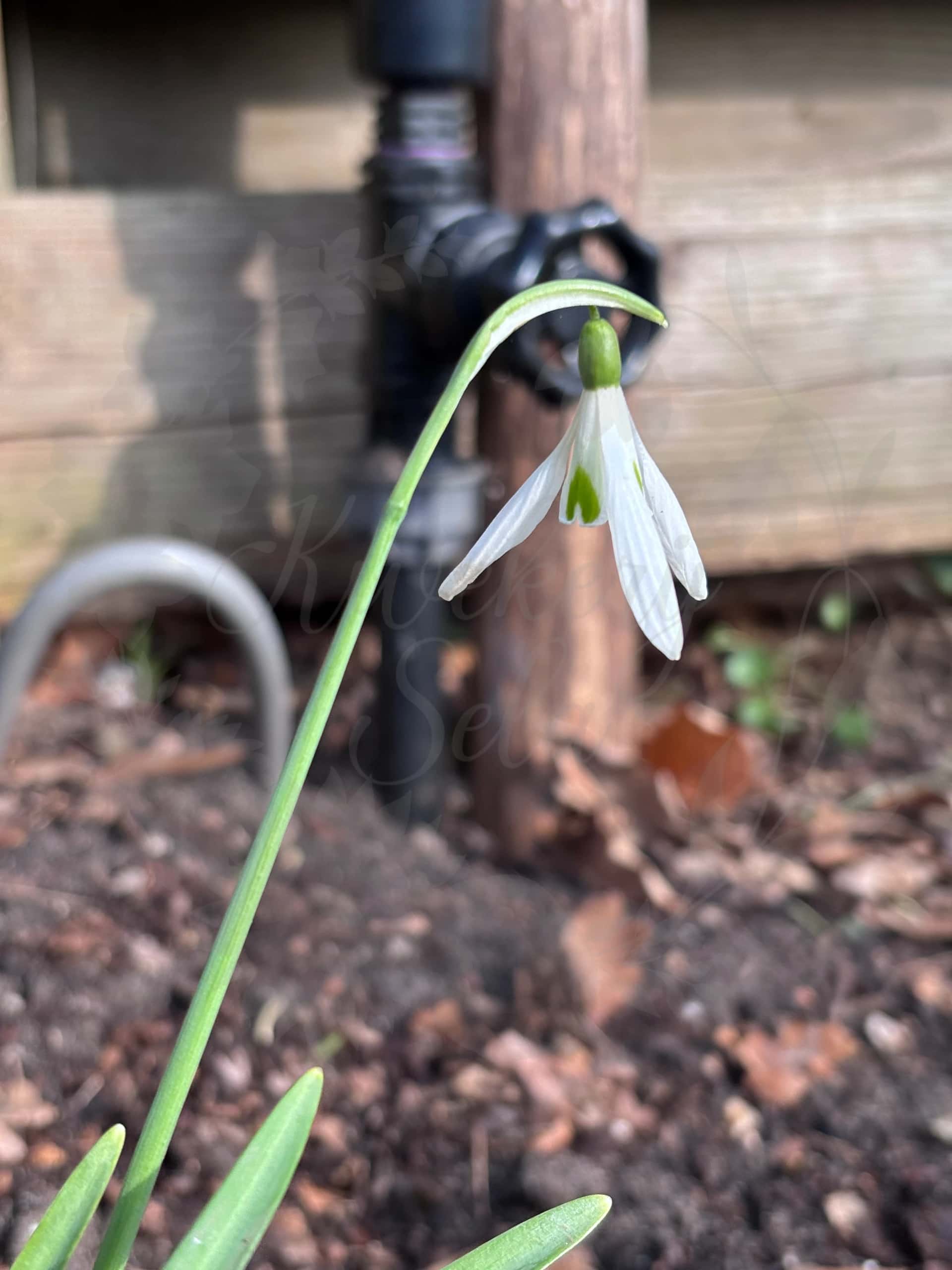 Galanthus "Lyn" 3