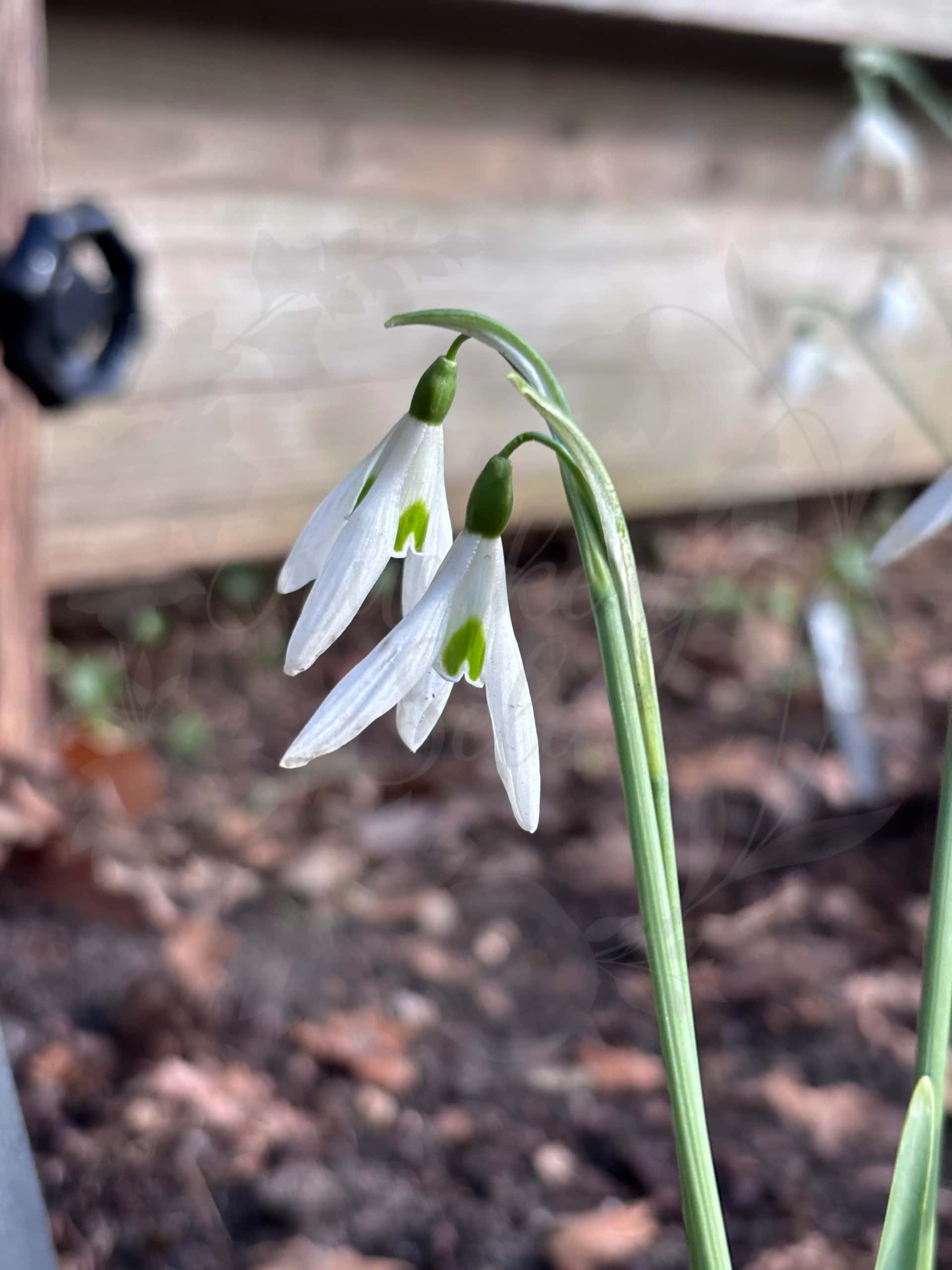 Galanthus "Lyn" 1