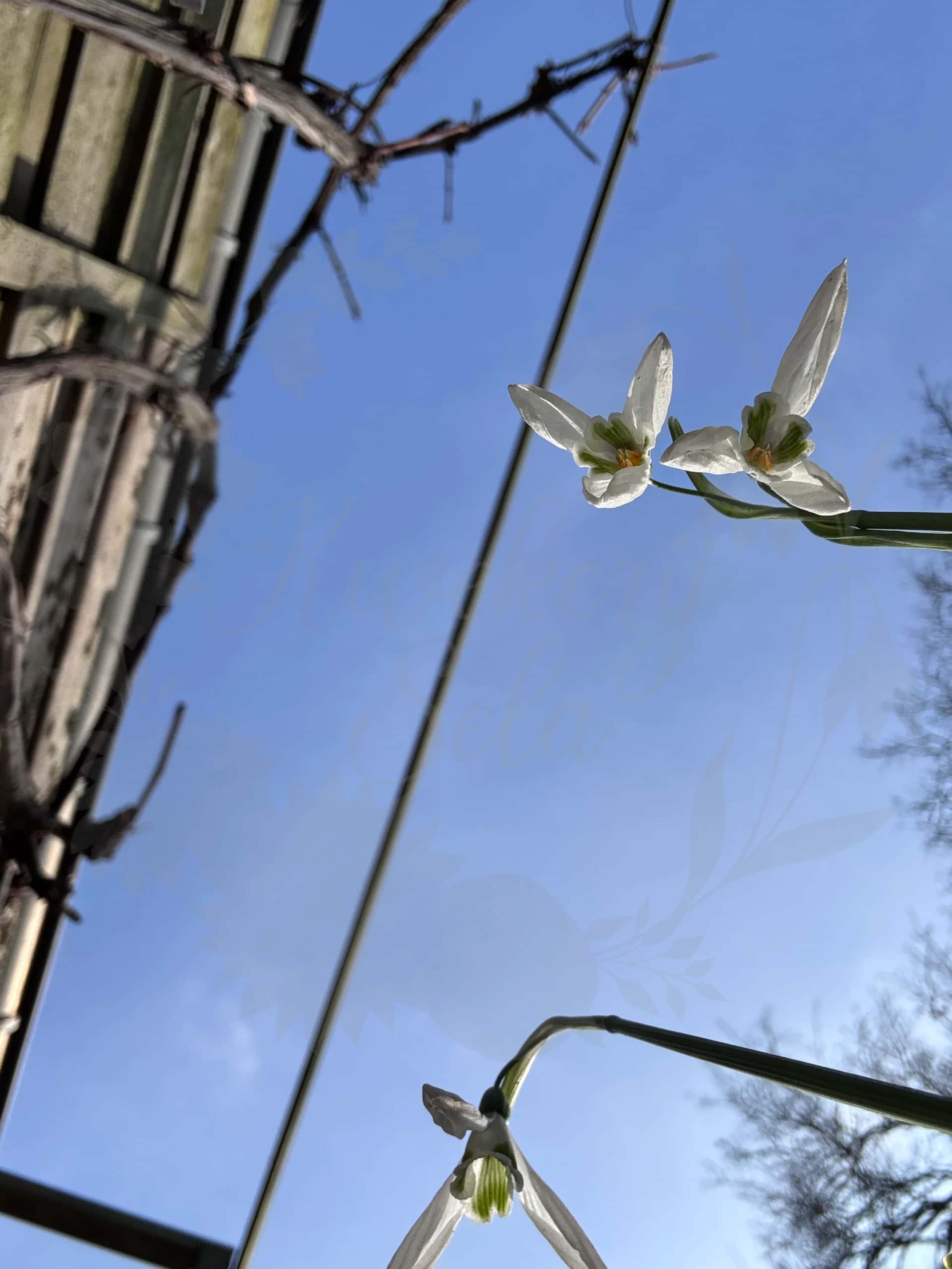 Galanthus "Lyn" 6