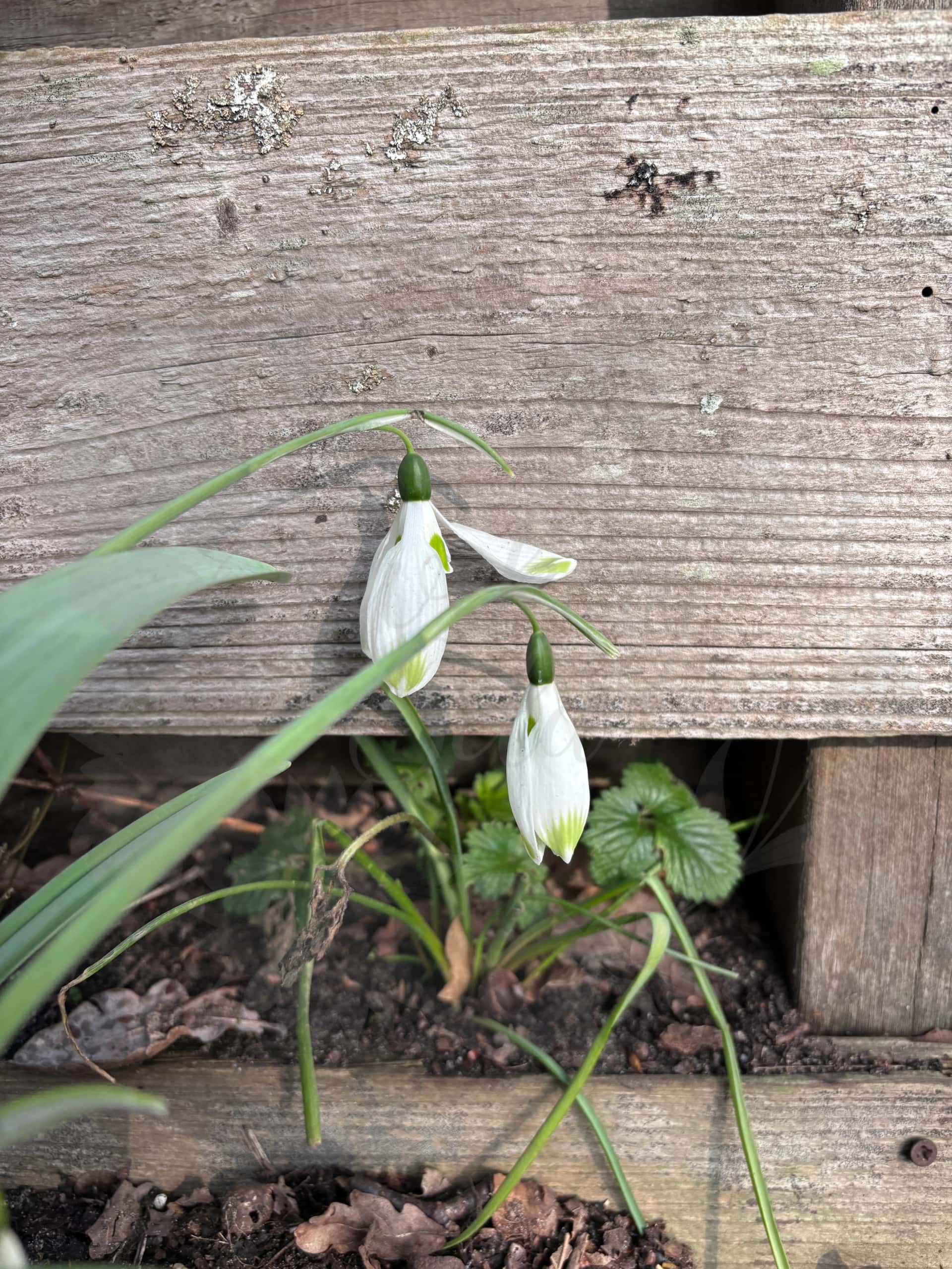 Galanthus "Ma Cherie" 1