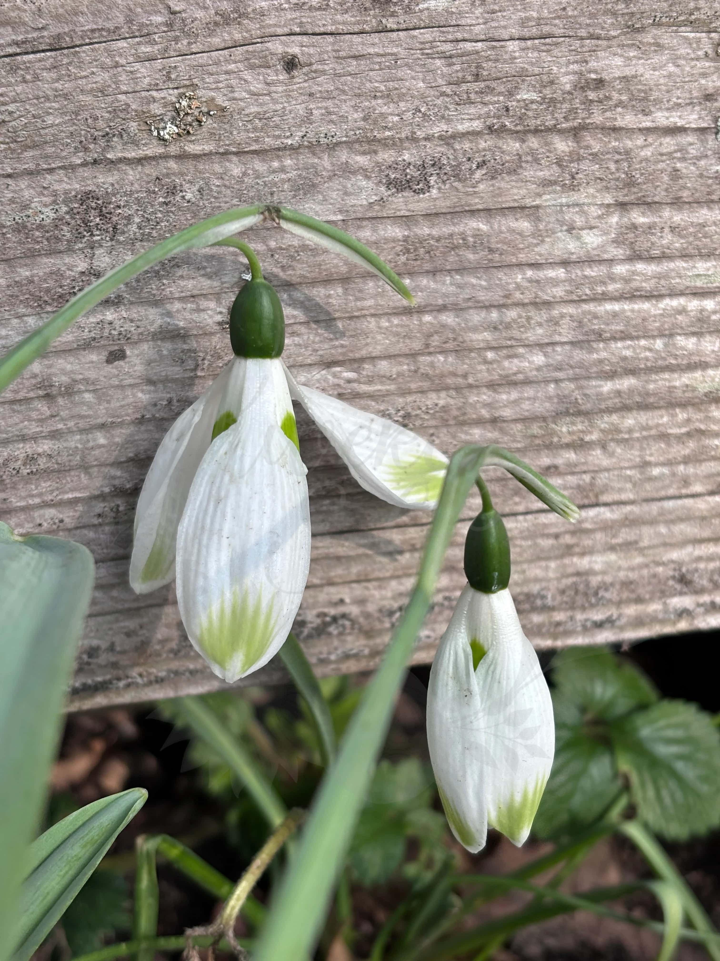 Galanthus "Ma Cherie" 2