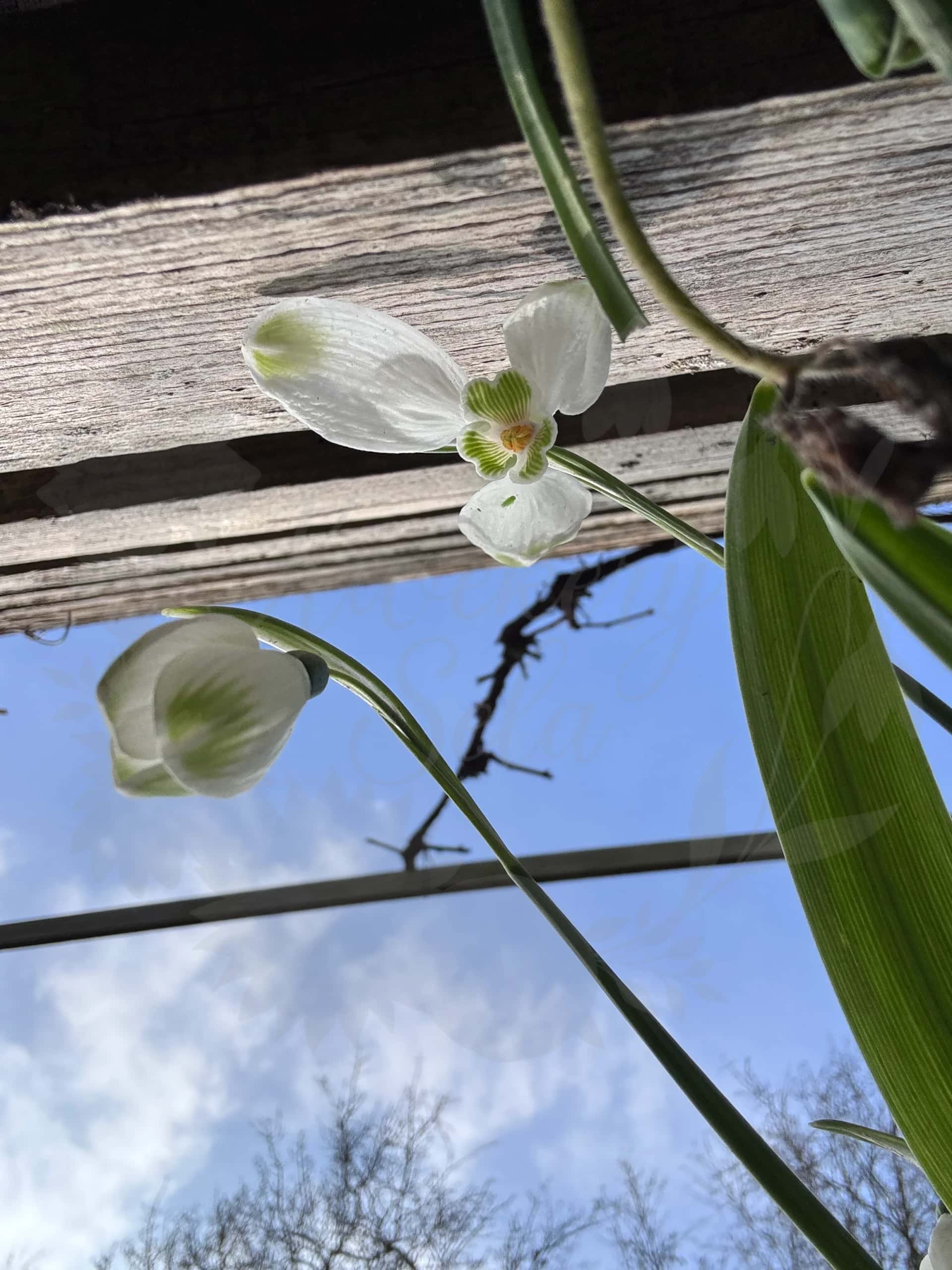 Galanthus "Ma Cherie" 3