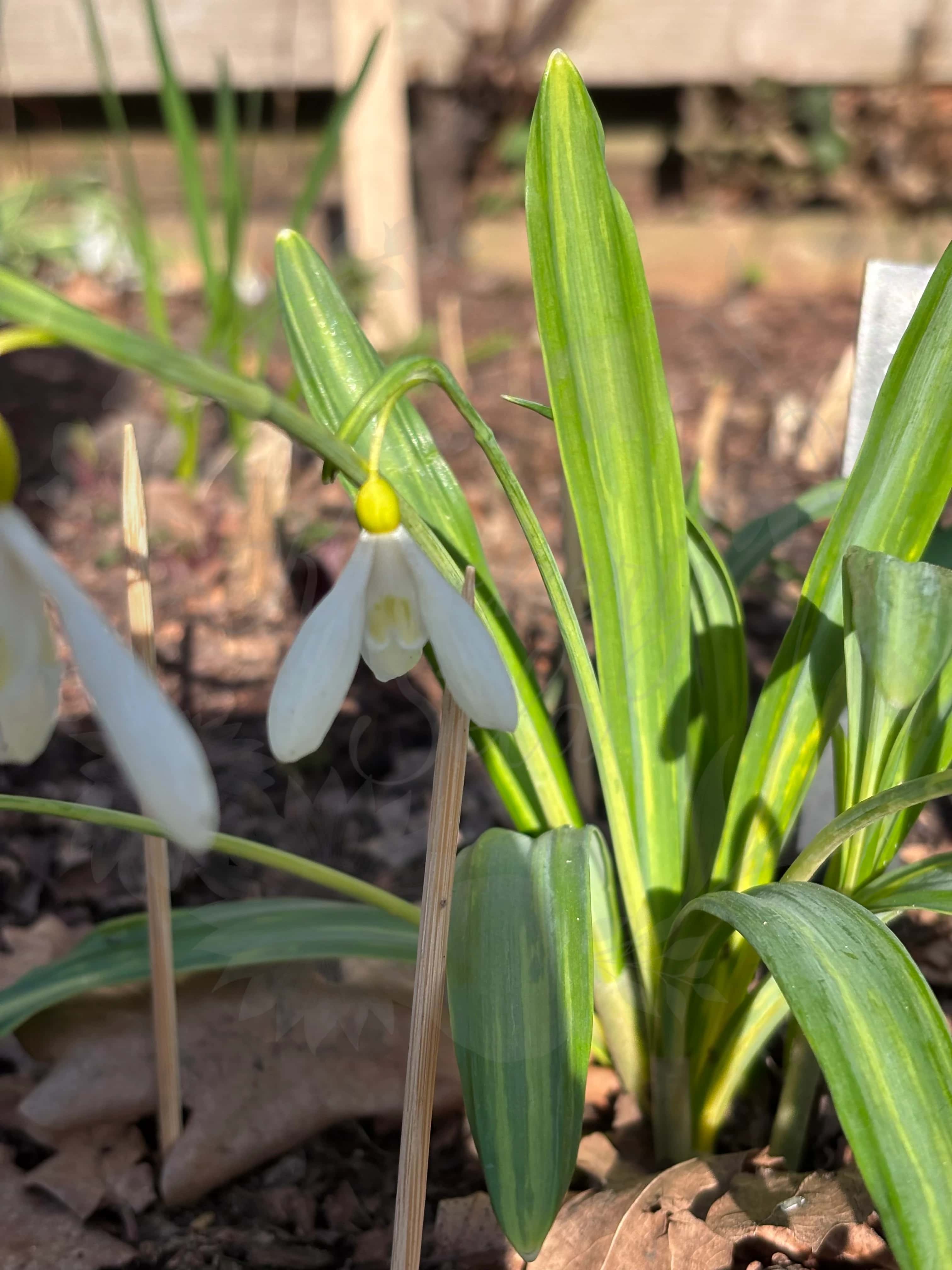 Galanthus "Madeleine" 7