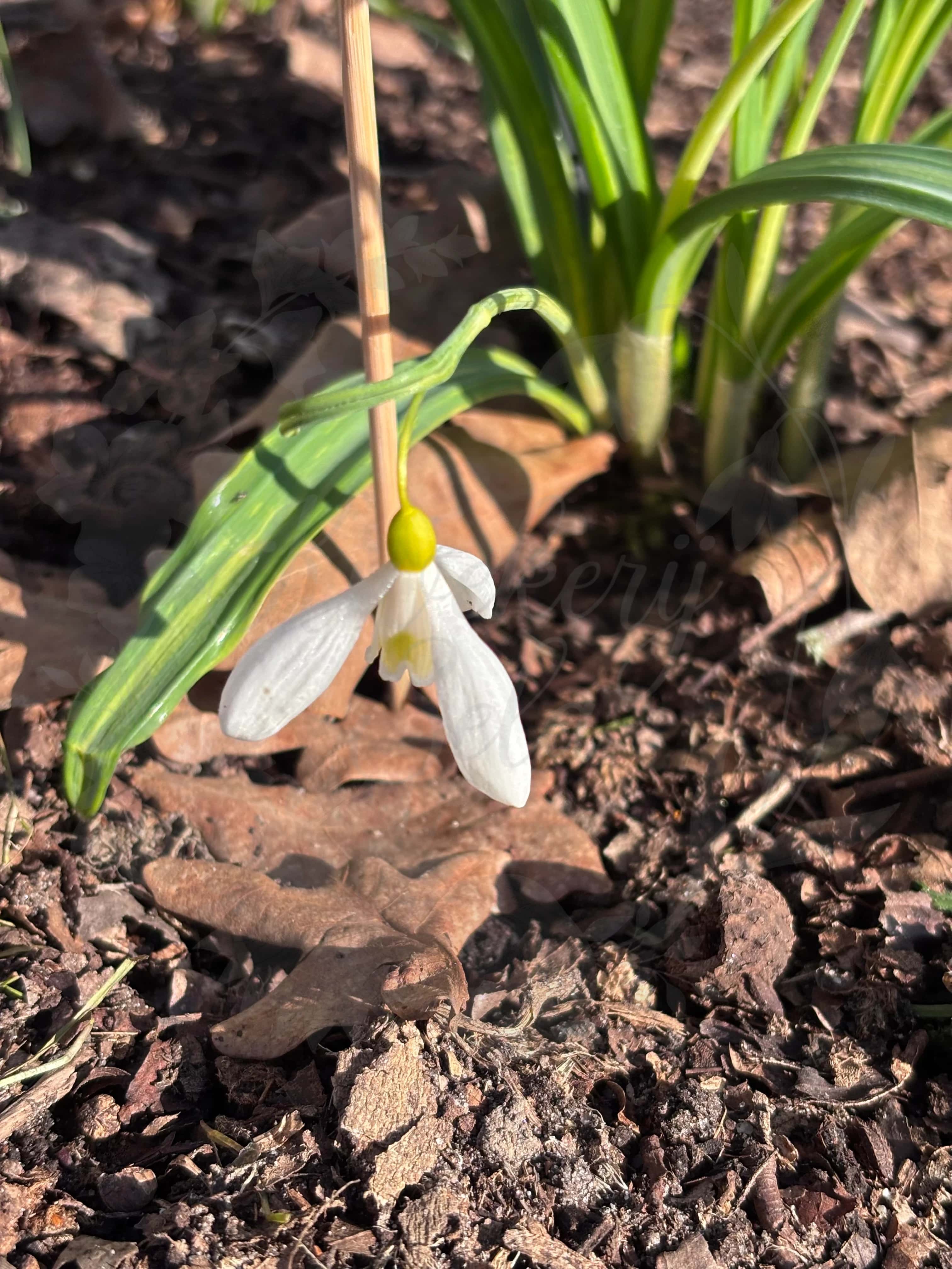 Galanthus "Madeleine" 8