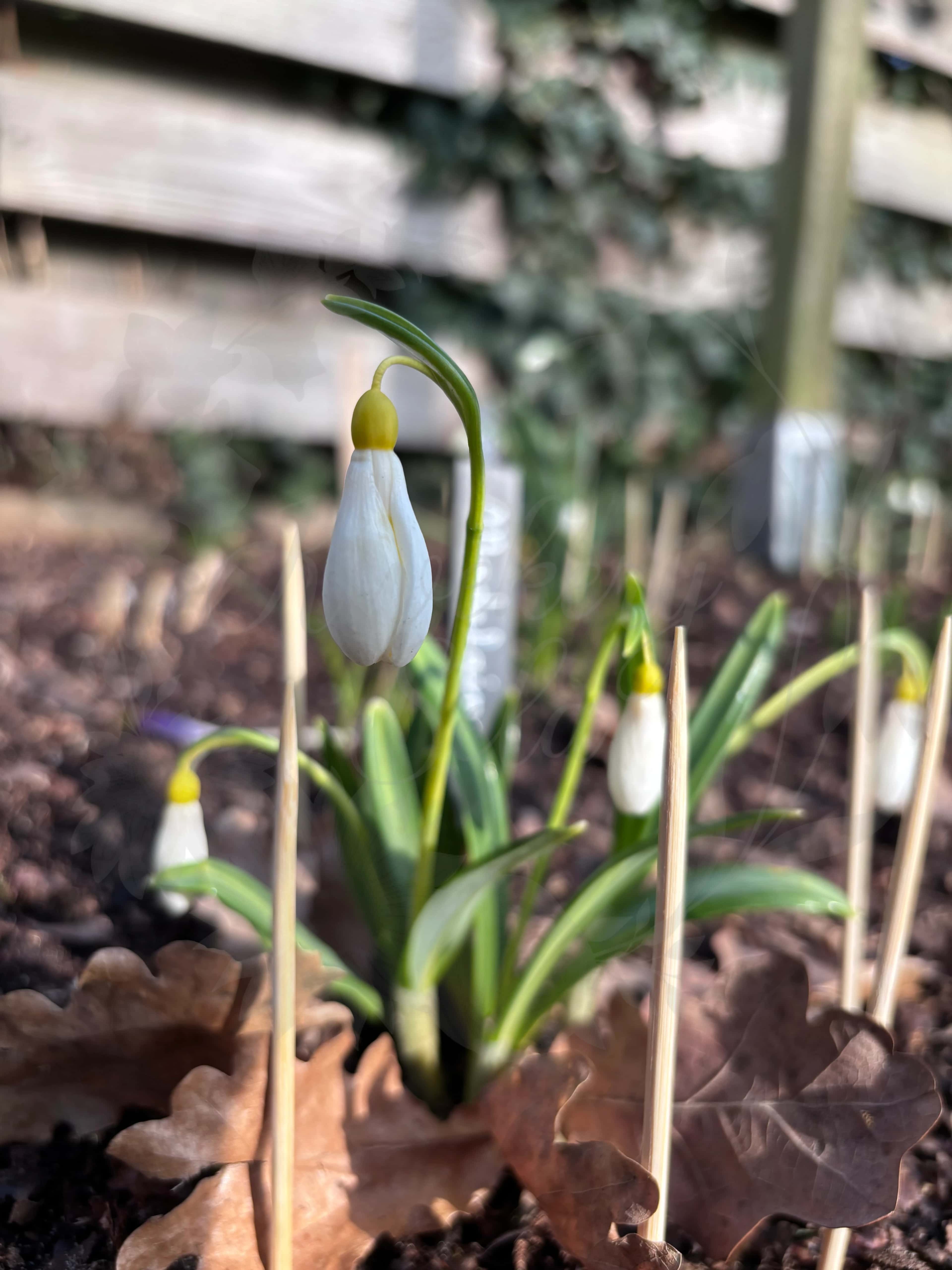 Galanthus "Madeleine" 3