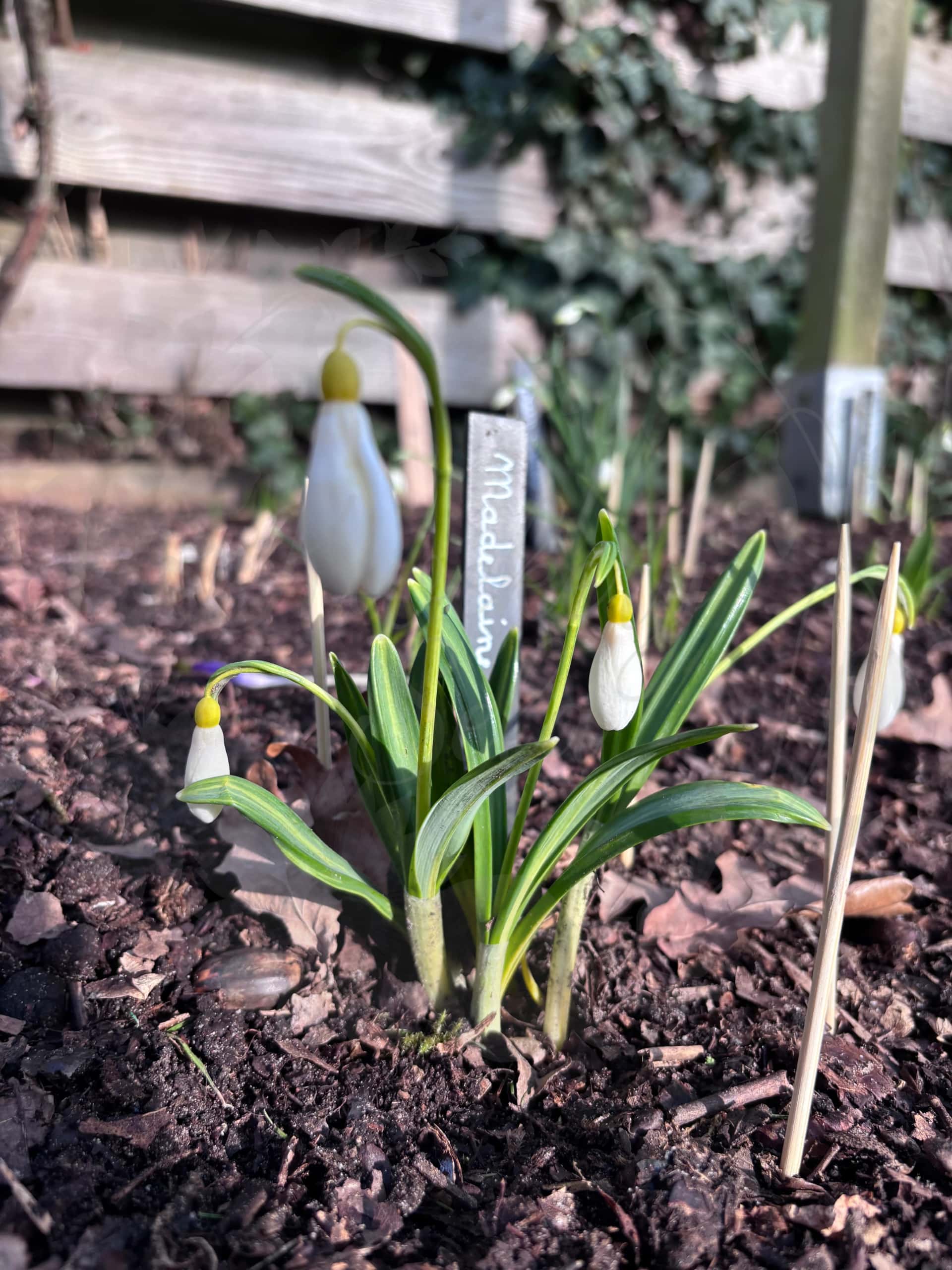 Galanthus "Madeleine" 2