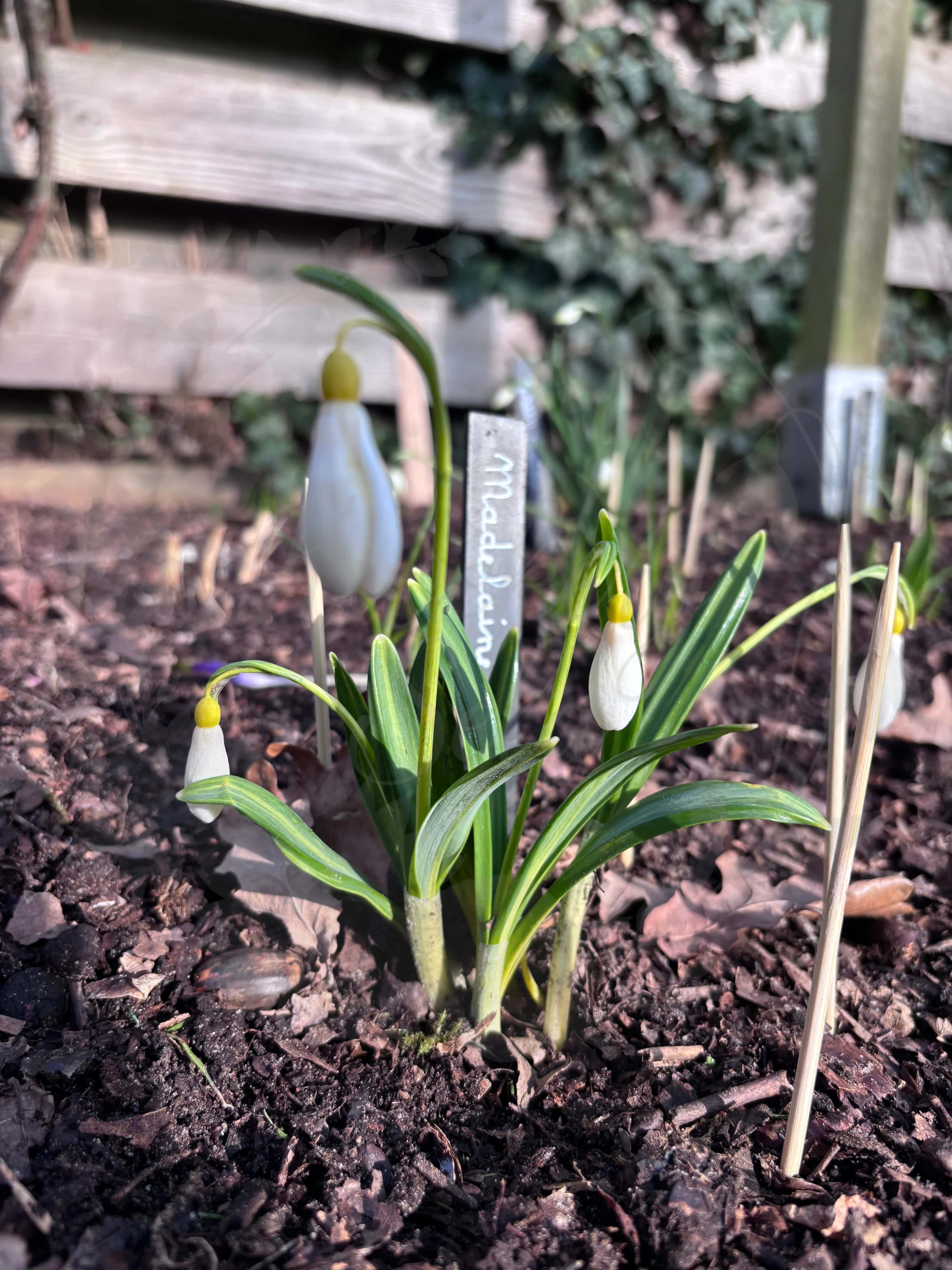 Galanthus "Madeleine" 2