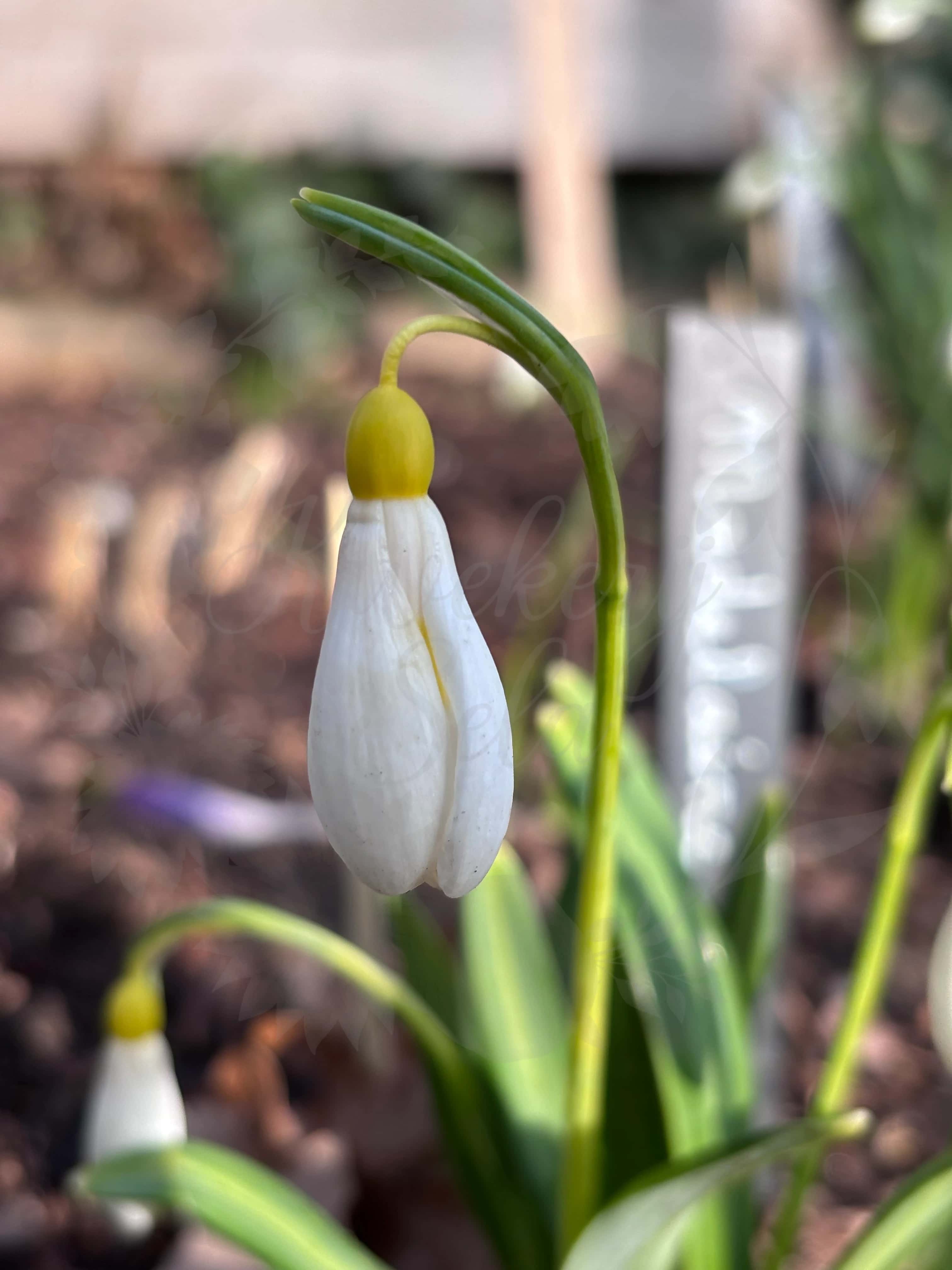 Galanthus "Madeleine" 1