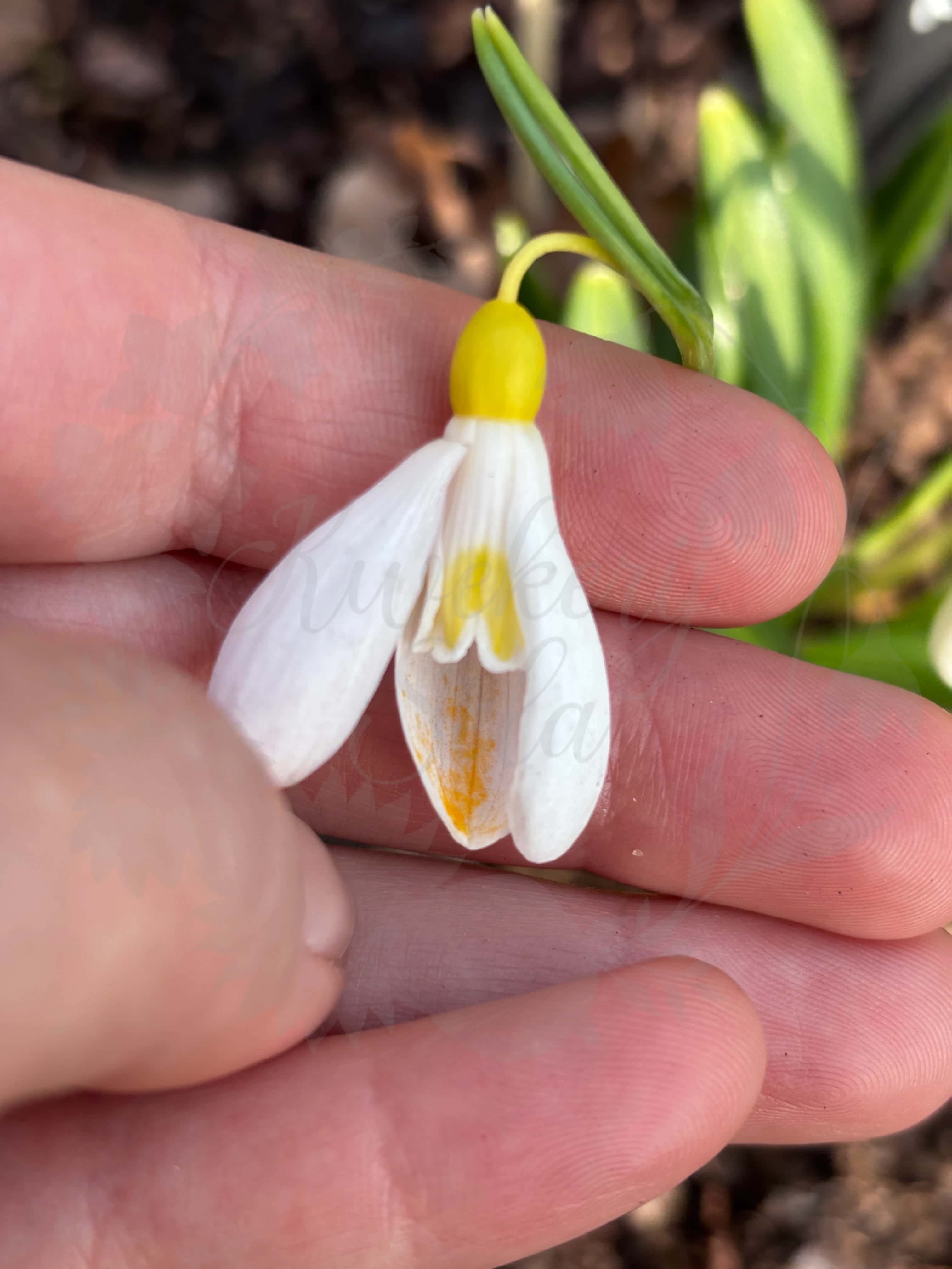 Galanthus "Madeleine" 4