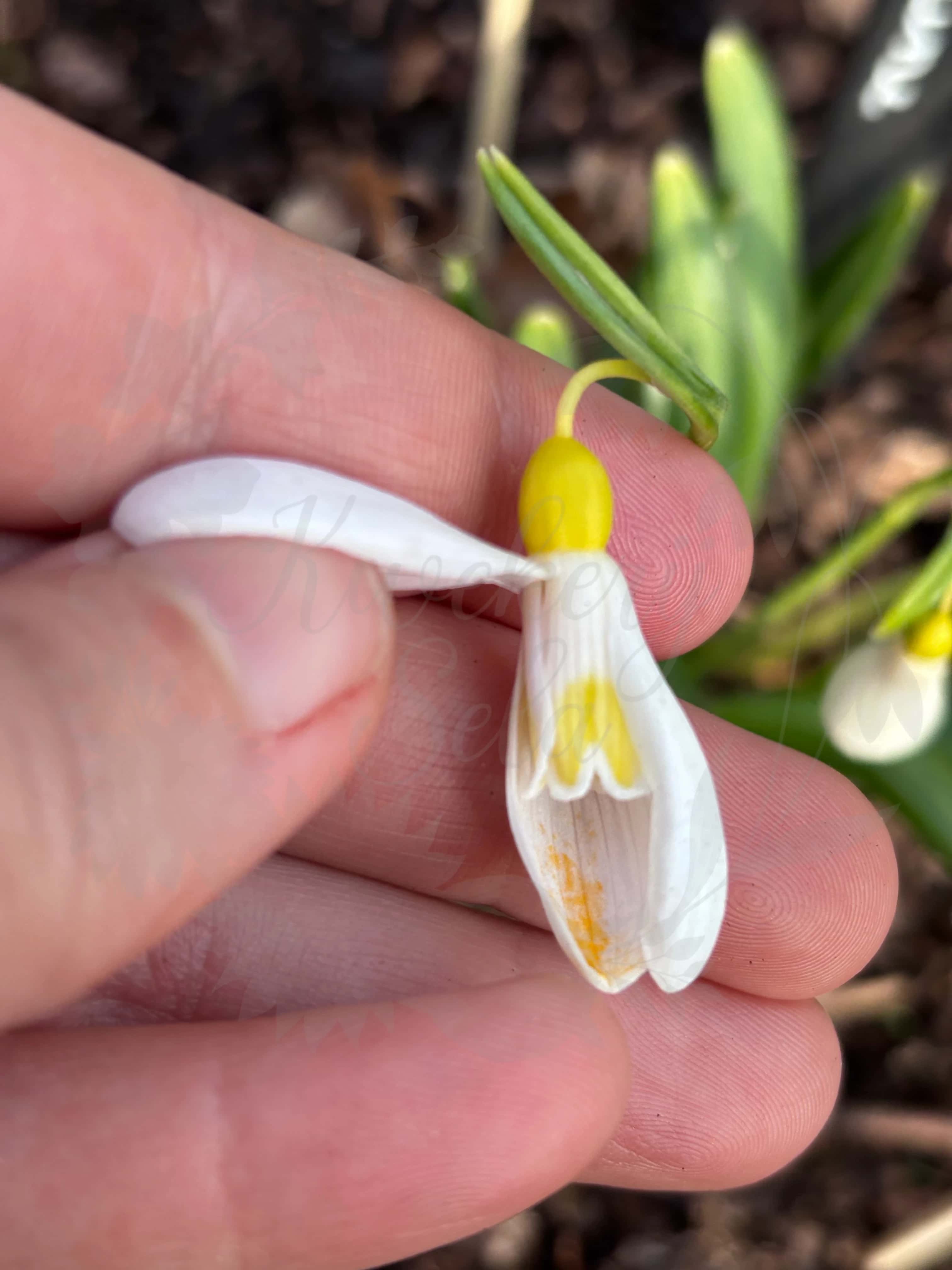 Galanthus "Madeleine" 5