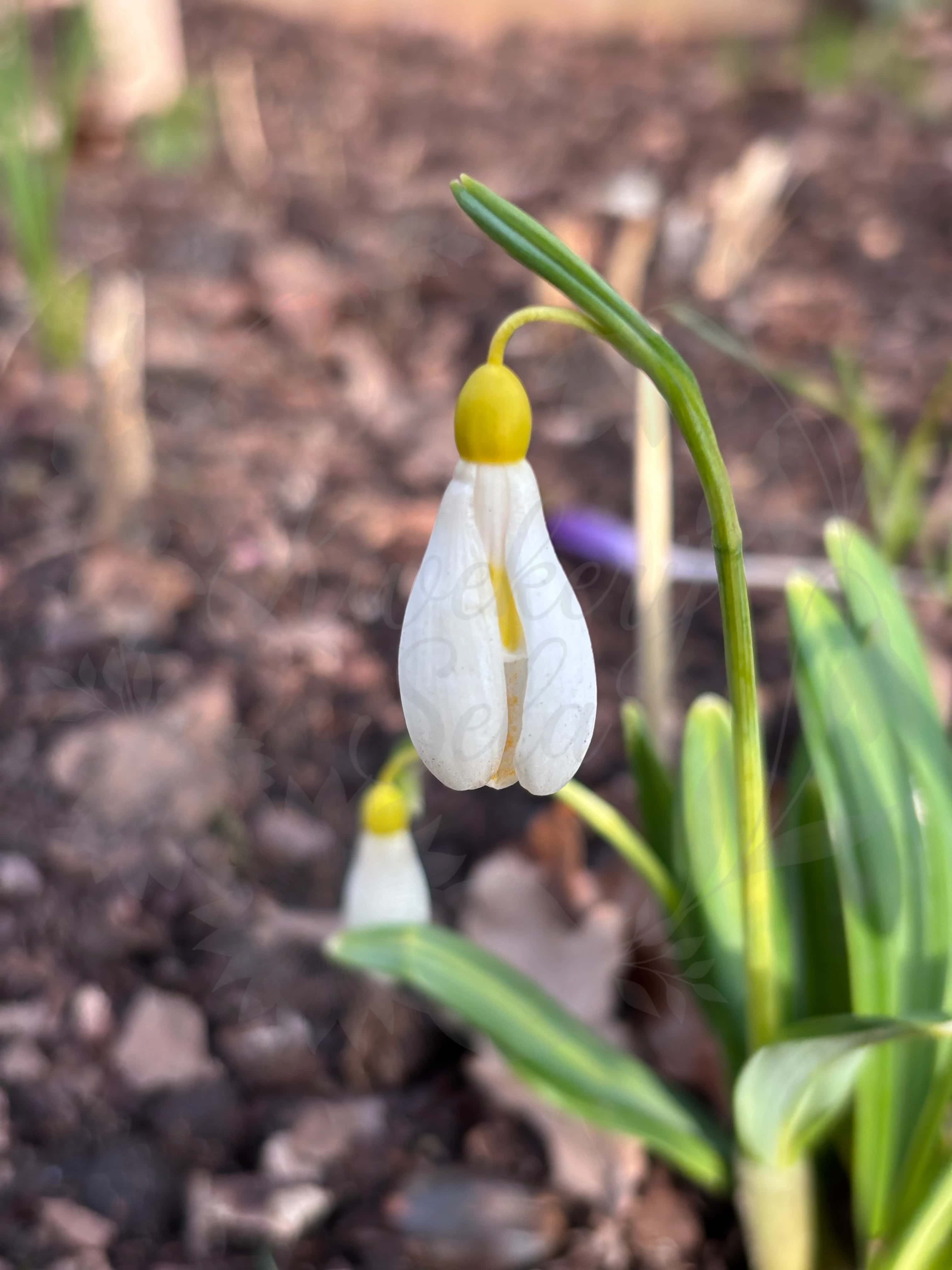 Galanthus "Madeleine" 6
