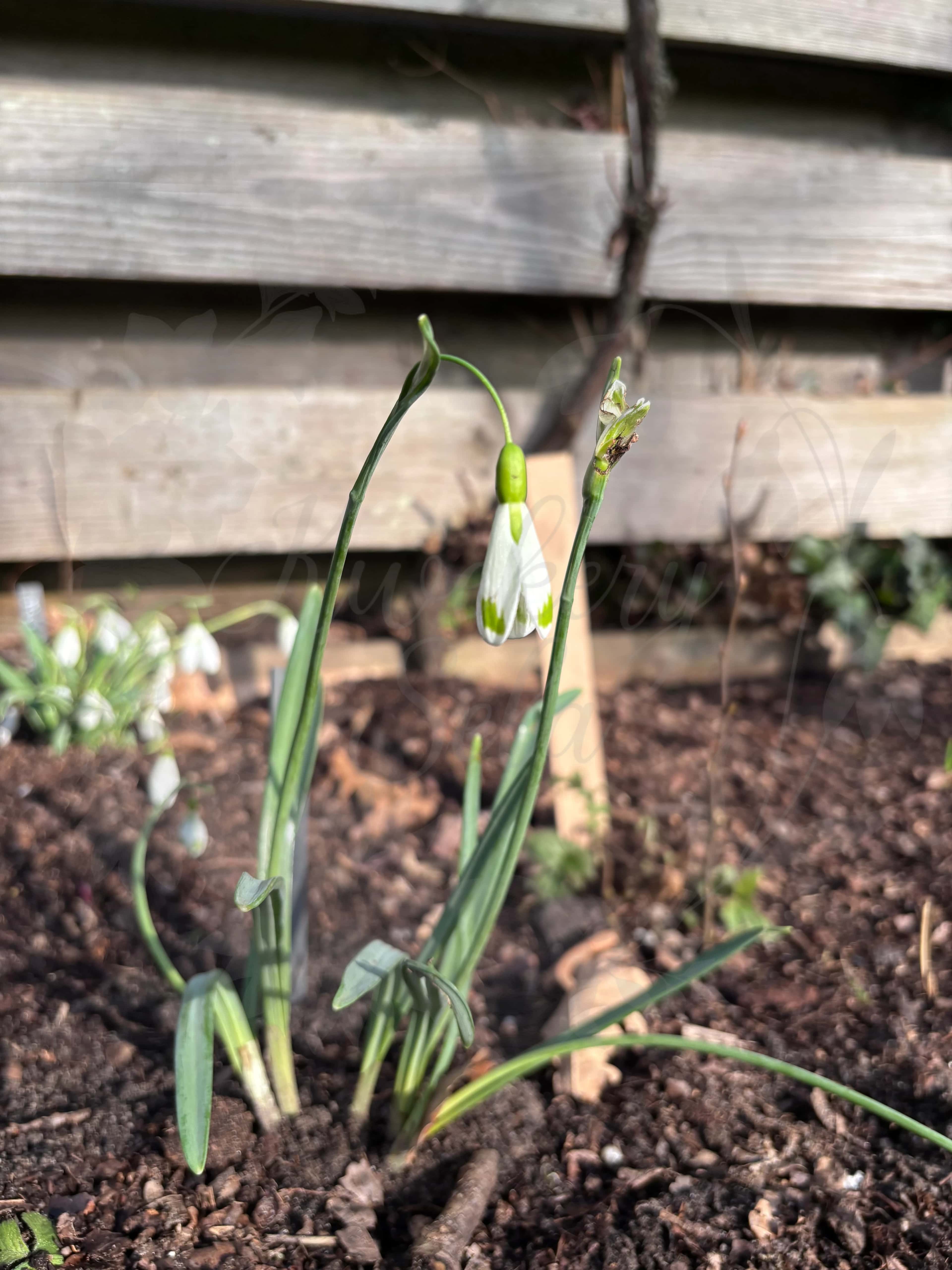 Galanthus "Magic" 1