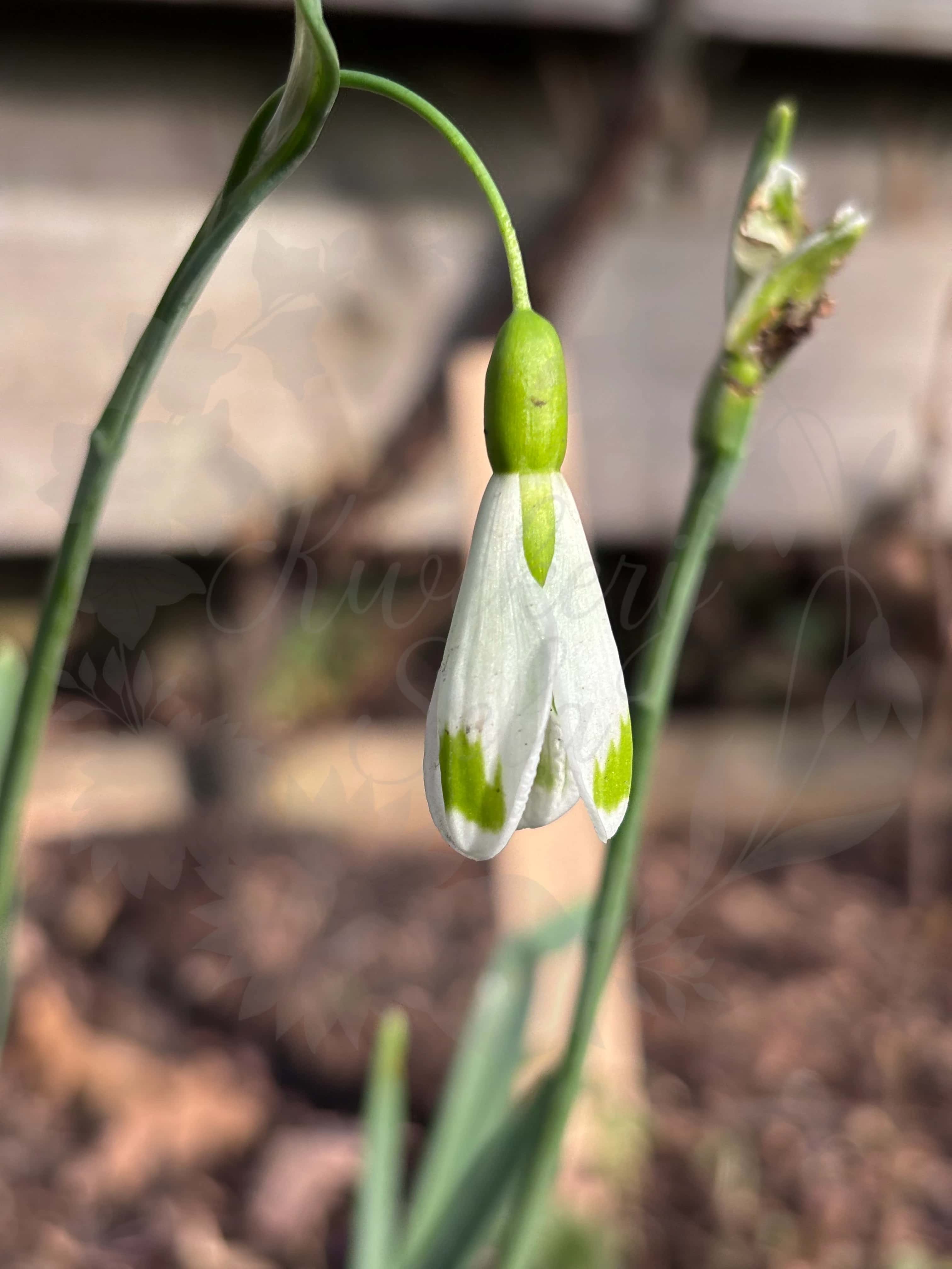 Galanthus "Magic" 2