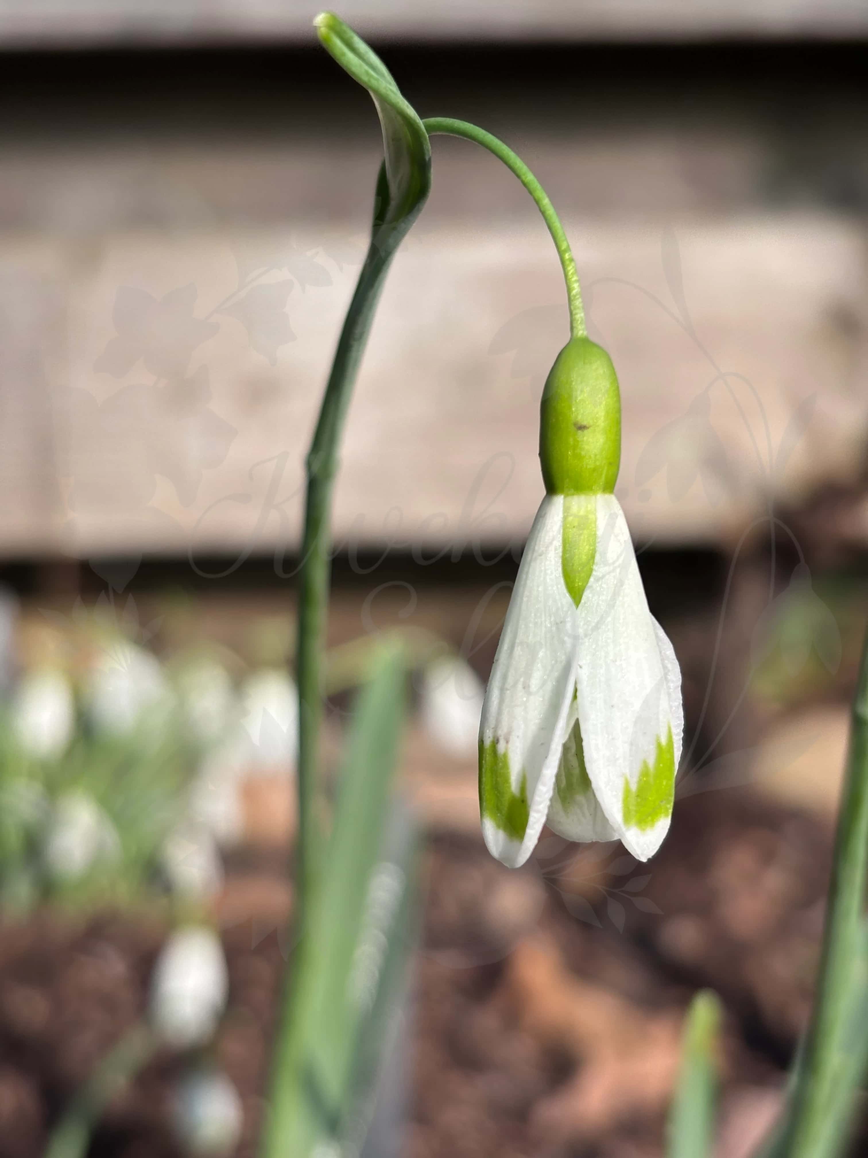 Galanthus "Magic" 3
