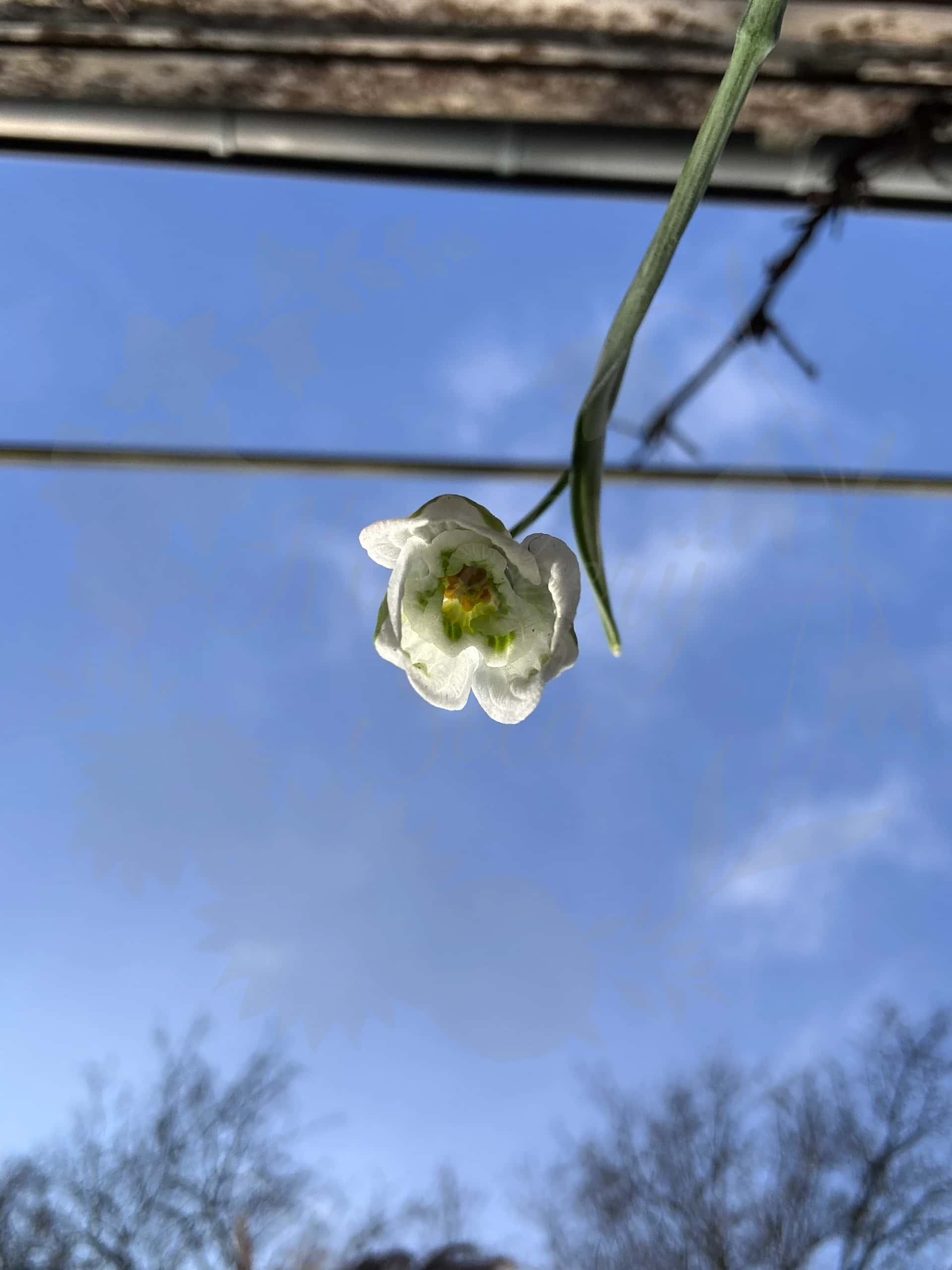 Galanthus "Magic" 4