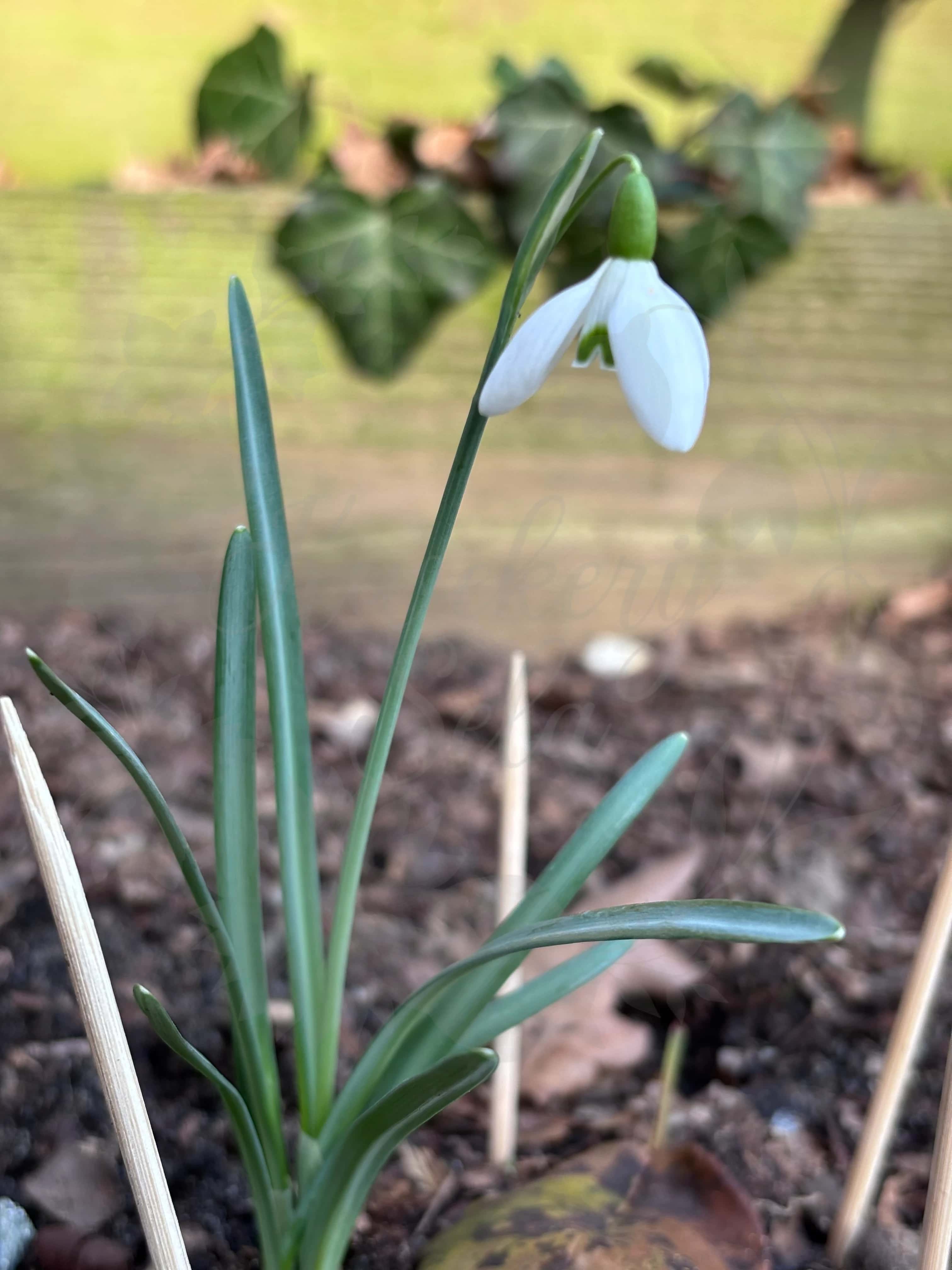 Galanthus "Margareth Biddulph" 2