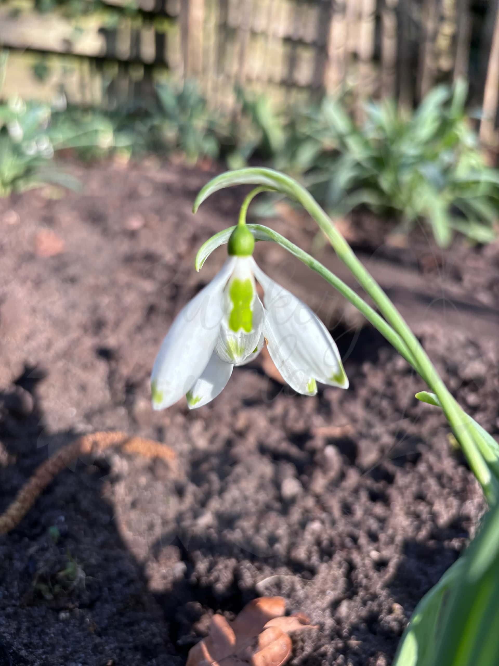 Galanthus "Marlie Raphael" 7