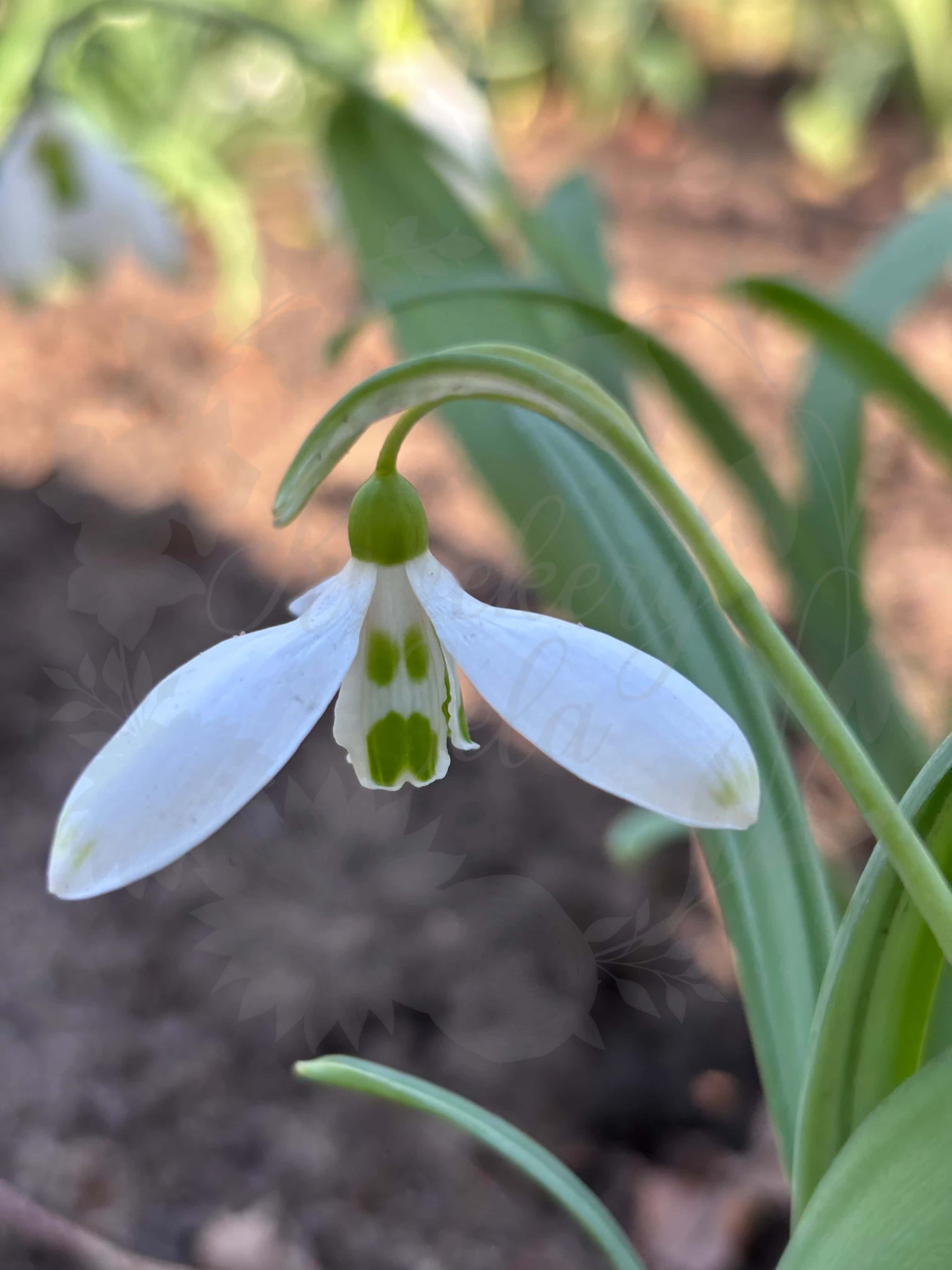 Galanthus "Marlie Raphael" 8