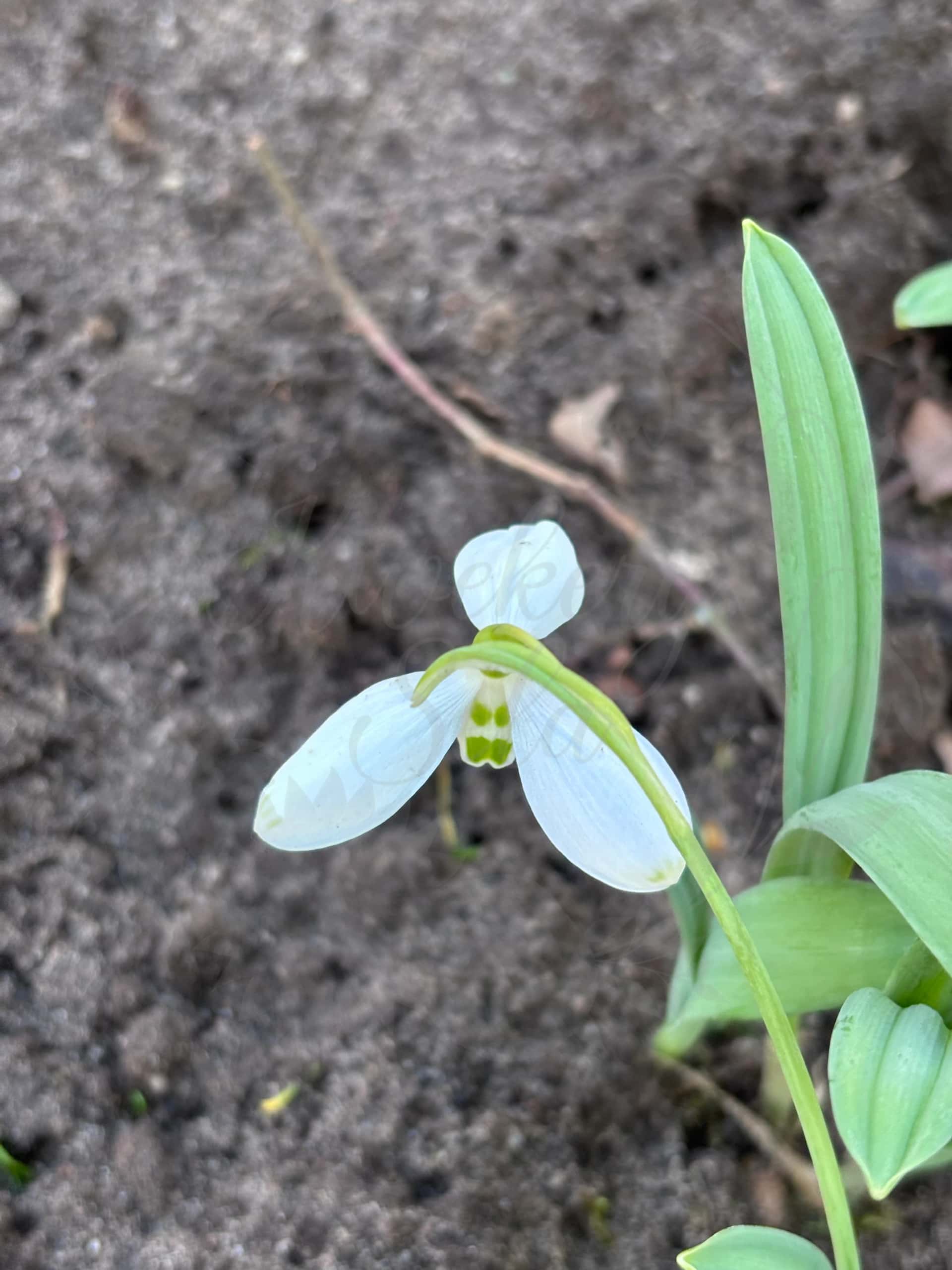 Galanthus "Marlie Raphael" 9