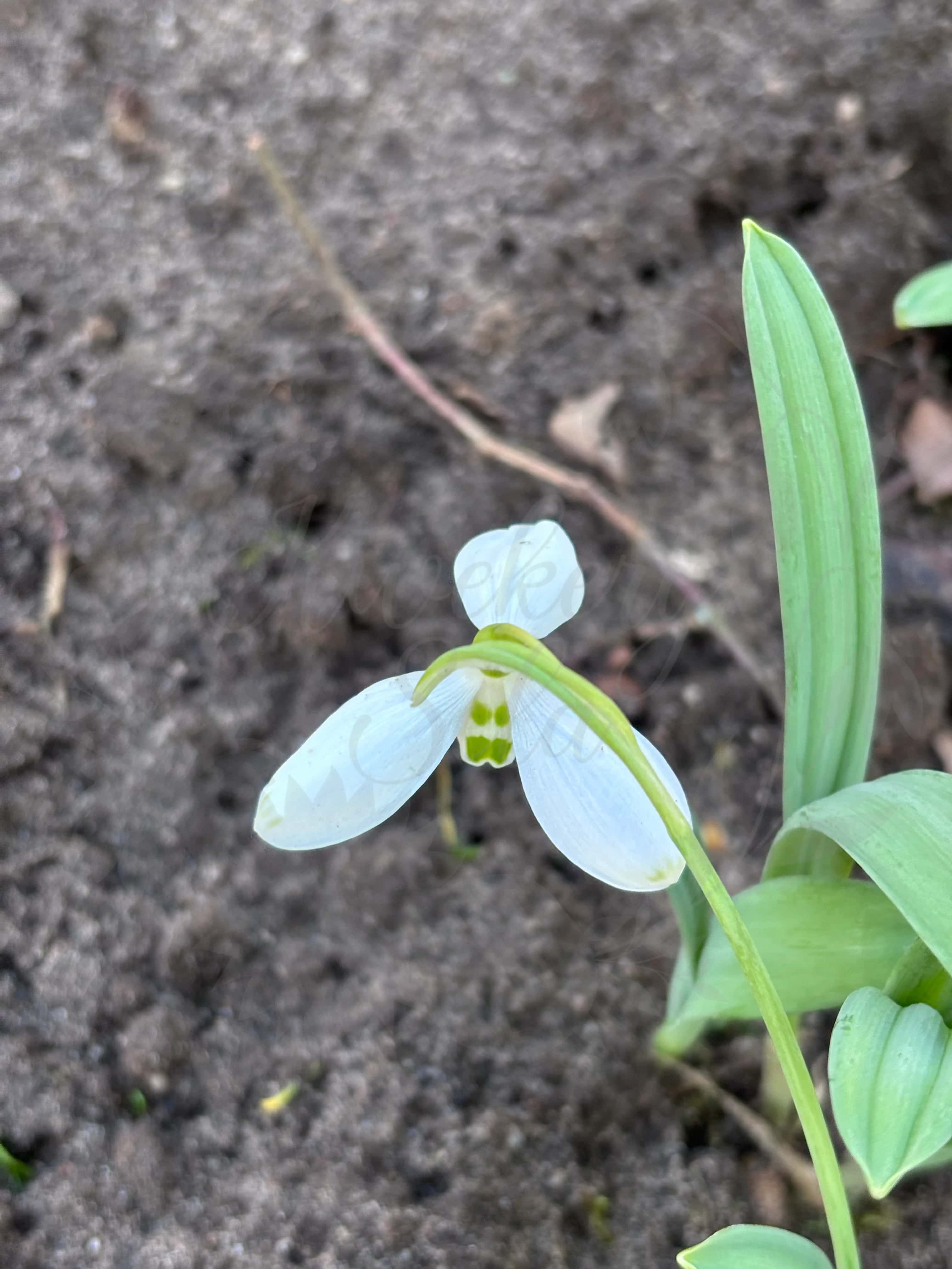Galanthus "Marlie Raphael" 9