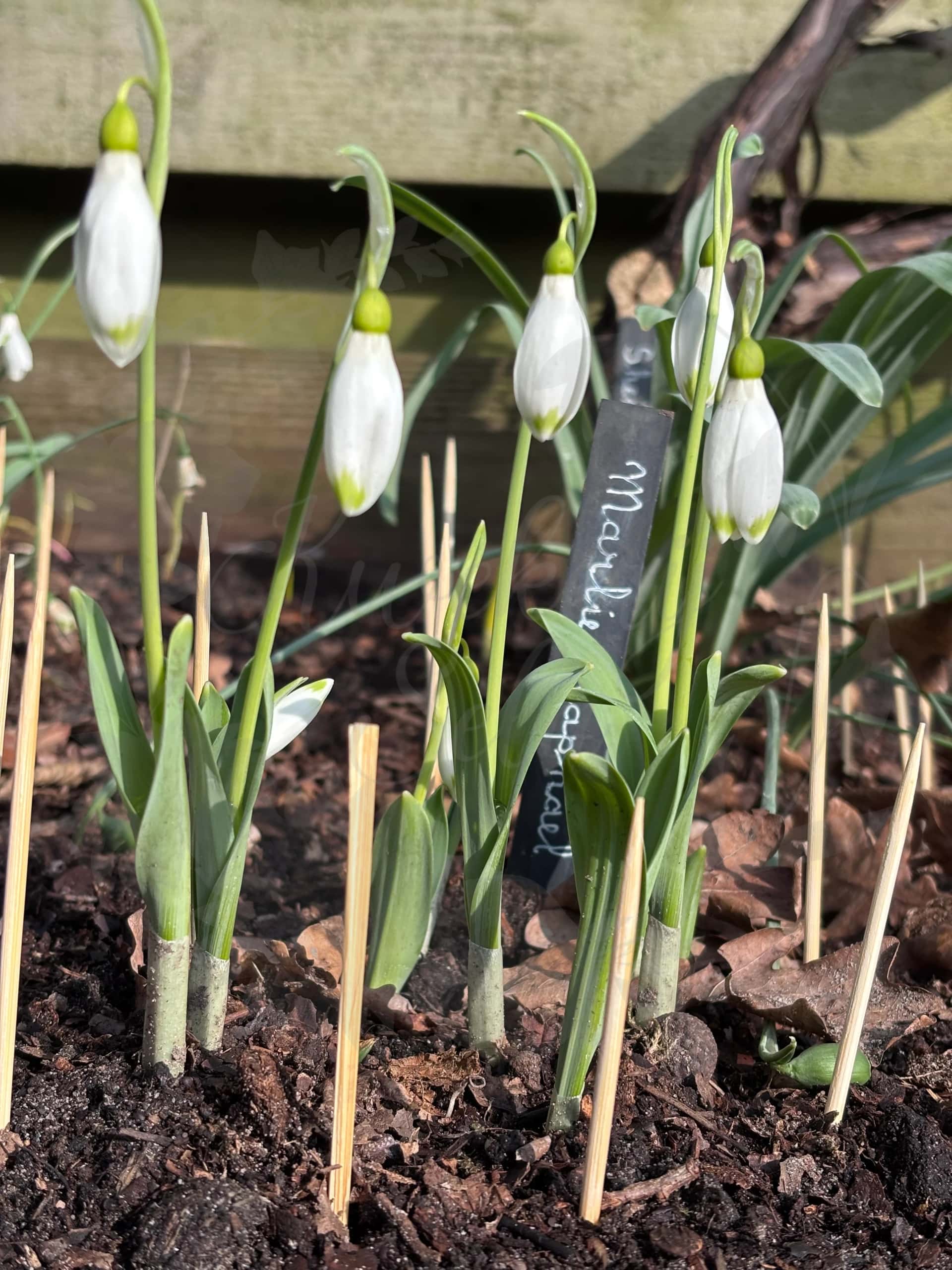 Galanthus "Marlie Raphael" 3
