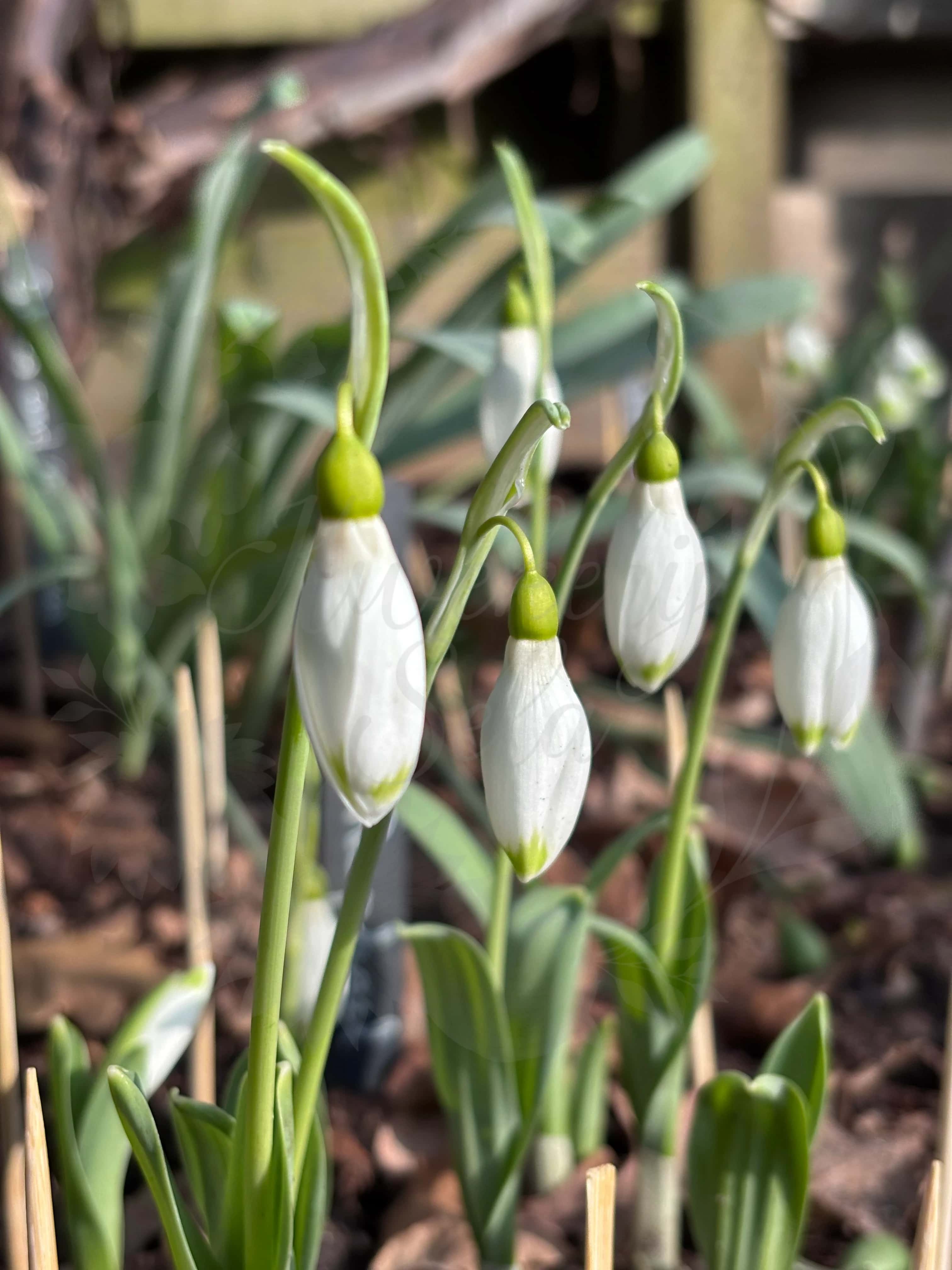 Galanthus "Marlie Raphael" 2