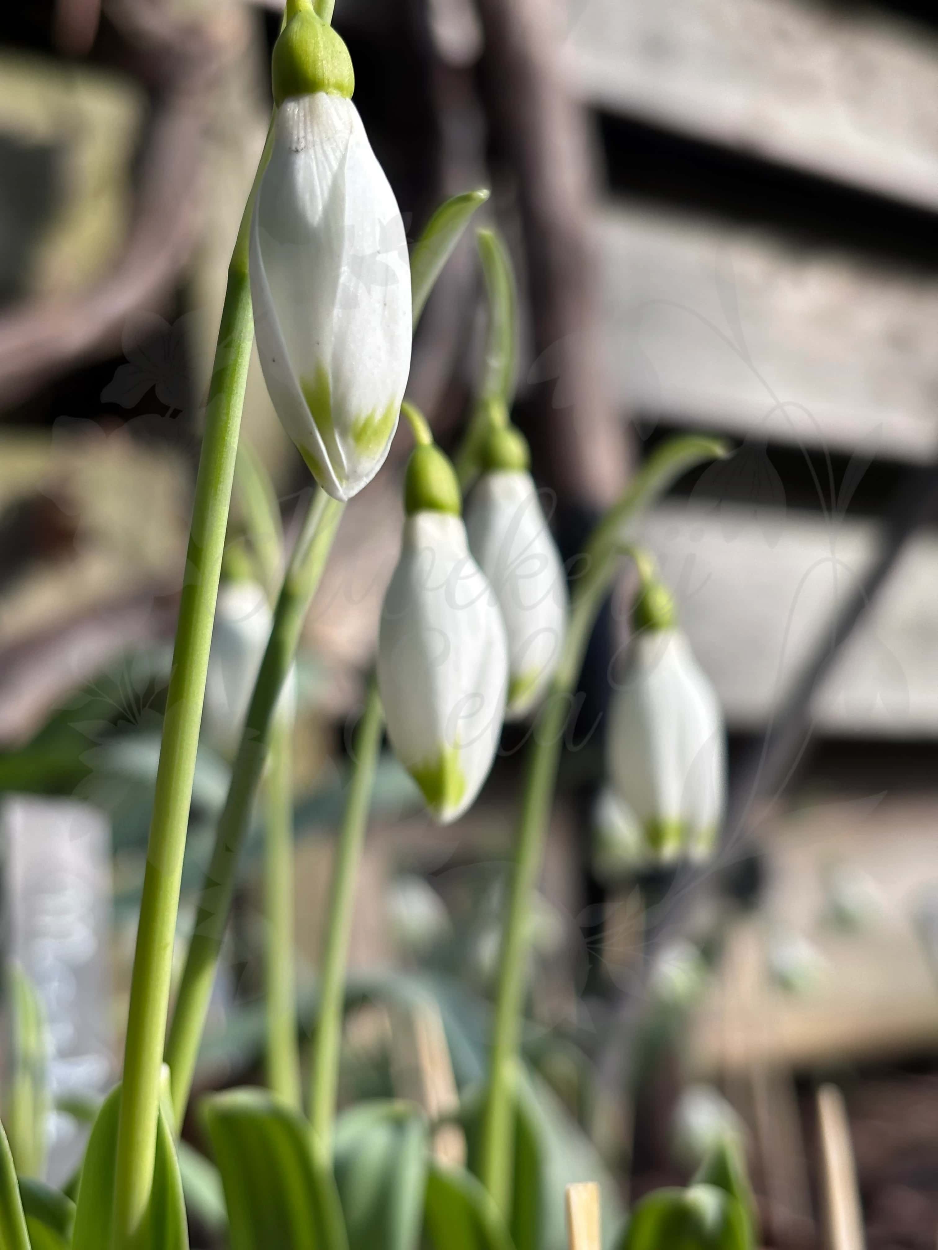 Galanthus "Marlie Raphael" 1