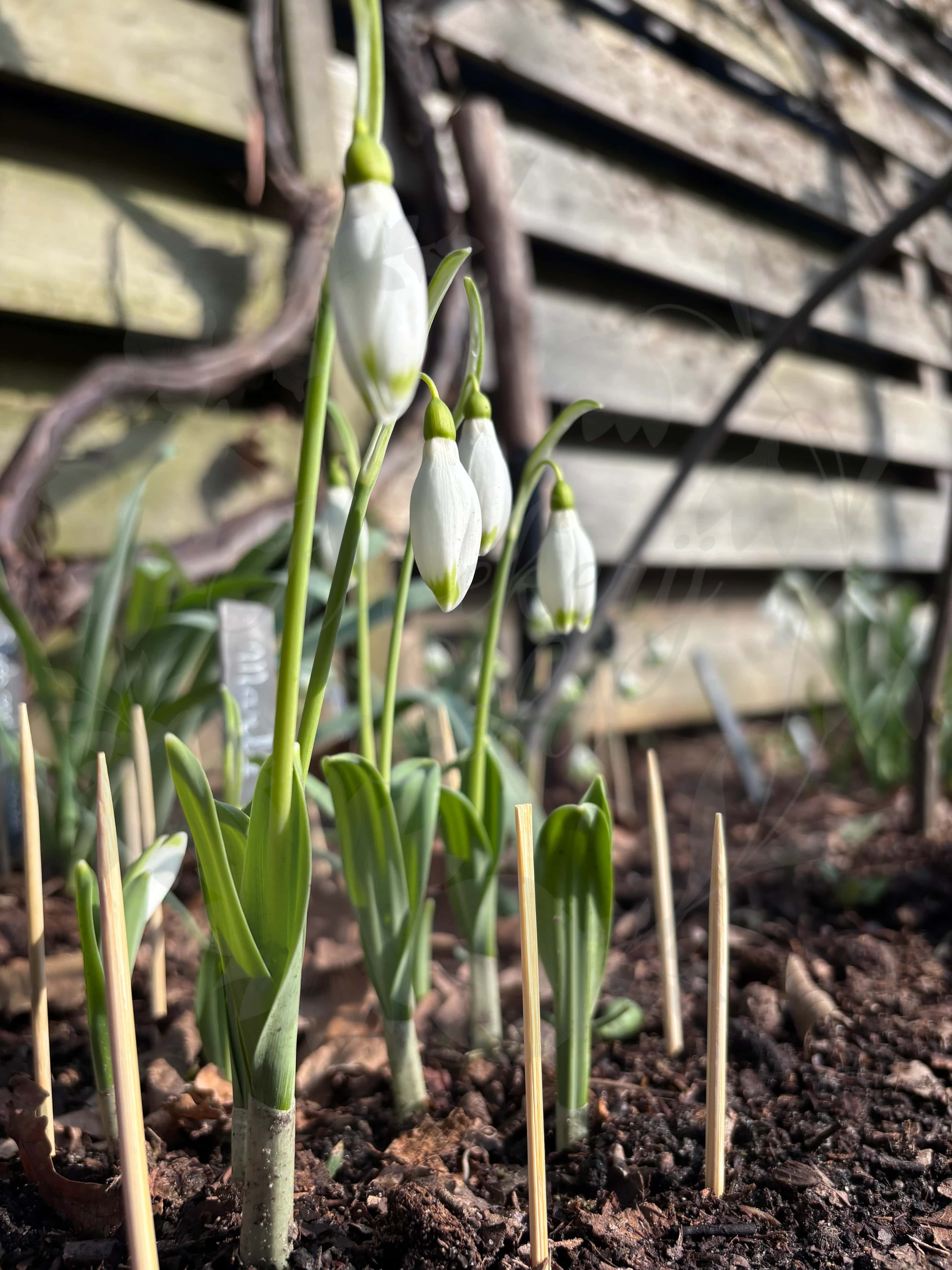 Galanthus "Marlie Raphael" 4