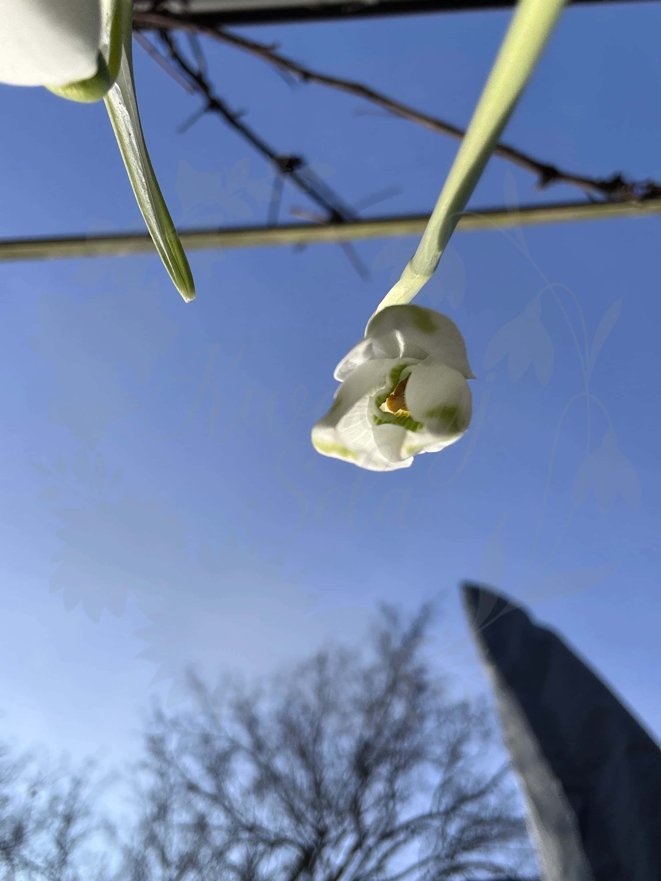 Galanthus "Marlie Raphael" 5