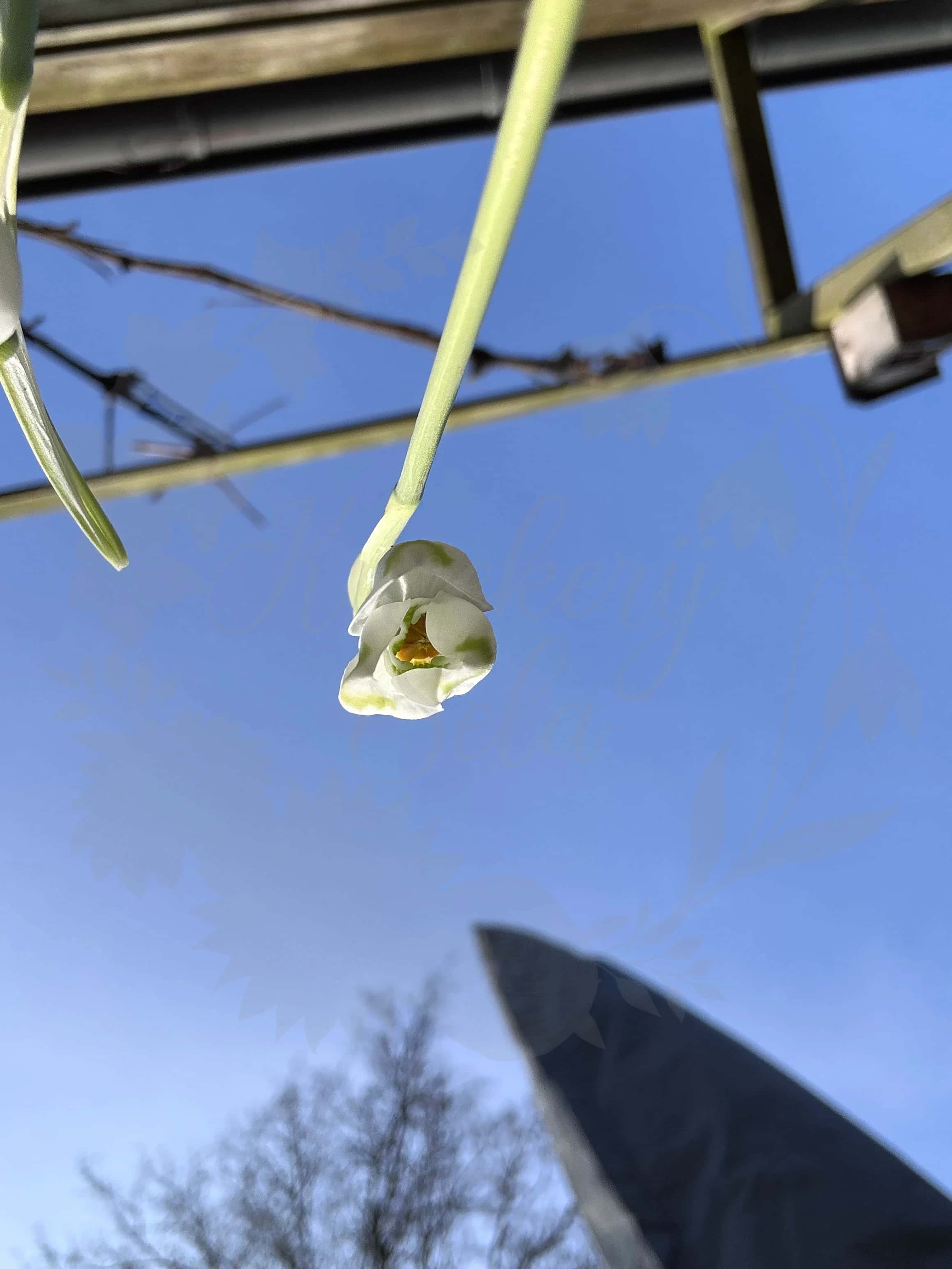 Galanthus "Marlie Raphael" 6