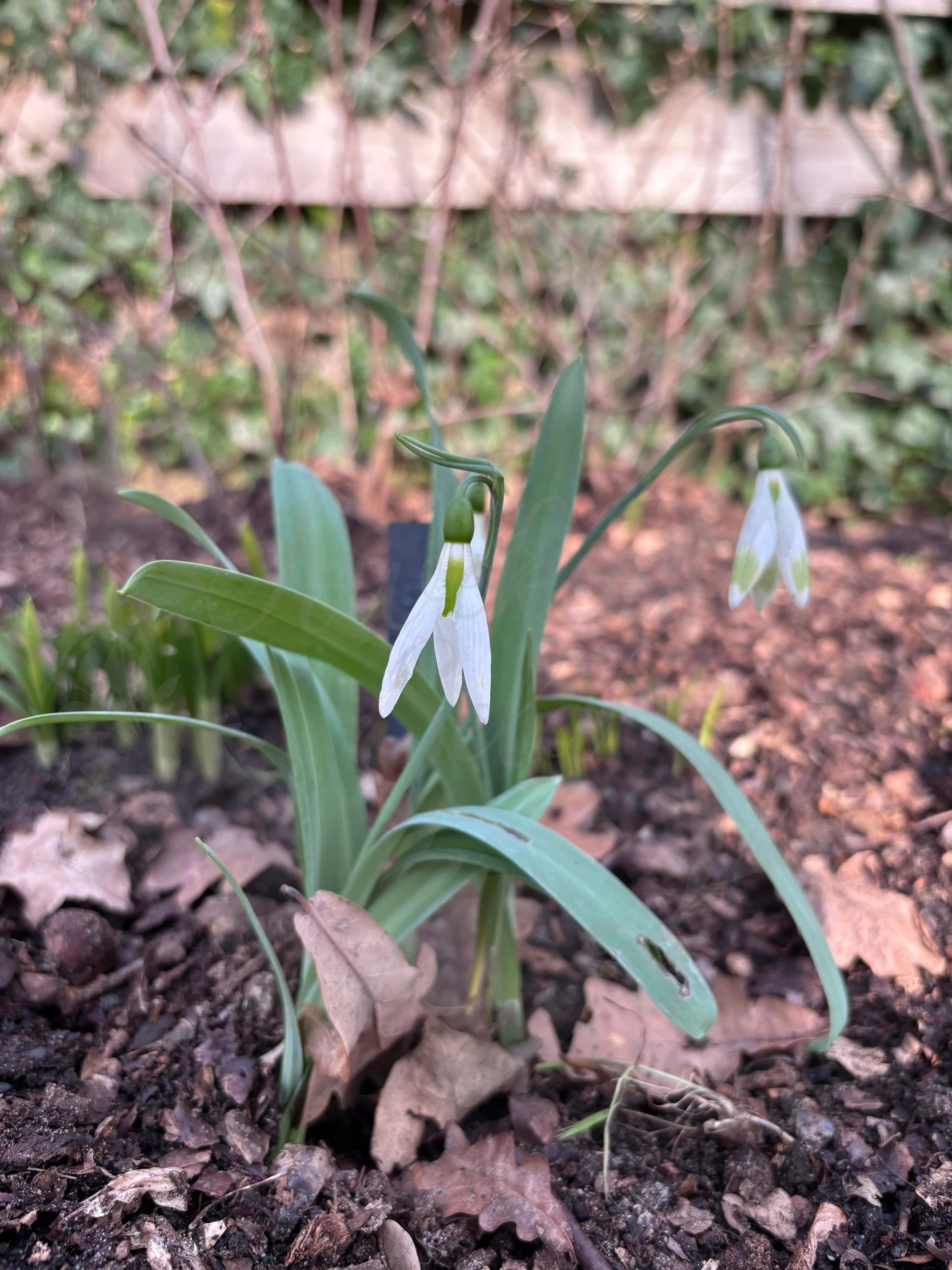 Galanthus "Moya's Green" 1