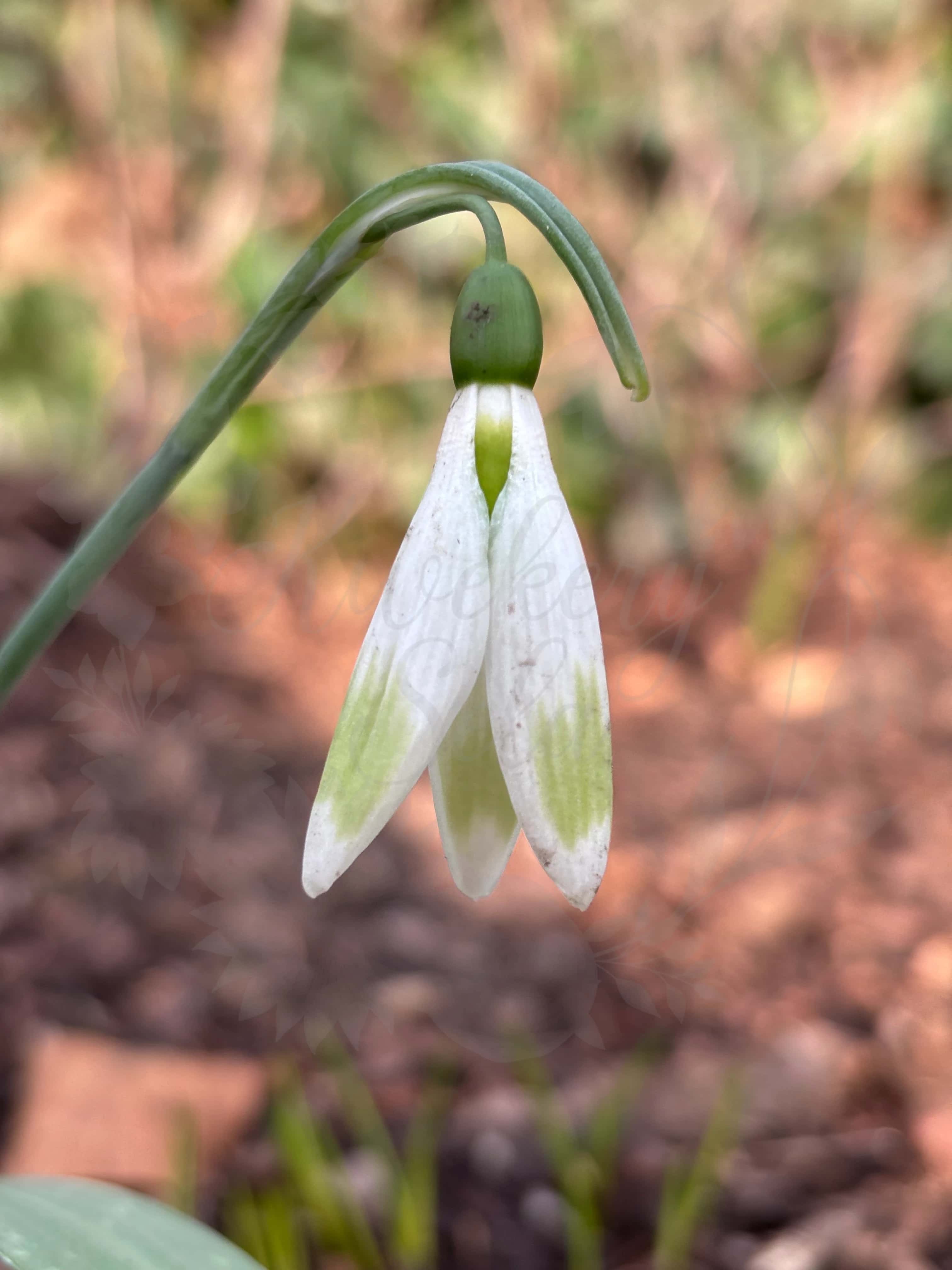 Galanthus "Moya's Green" 2