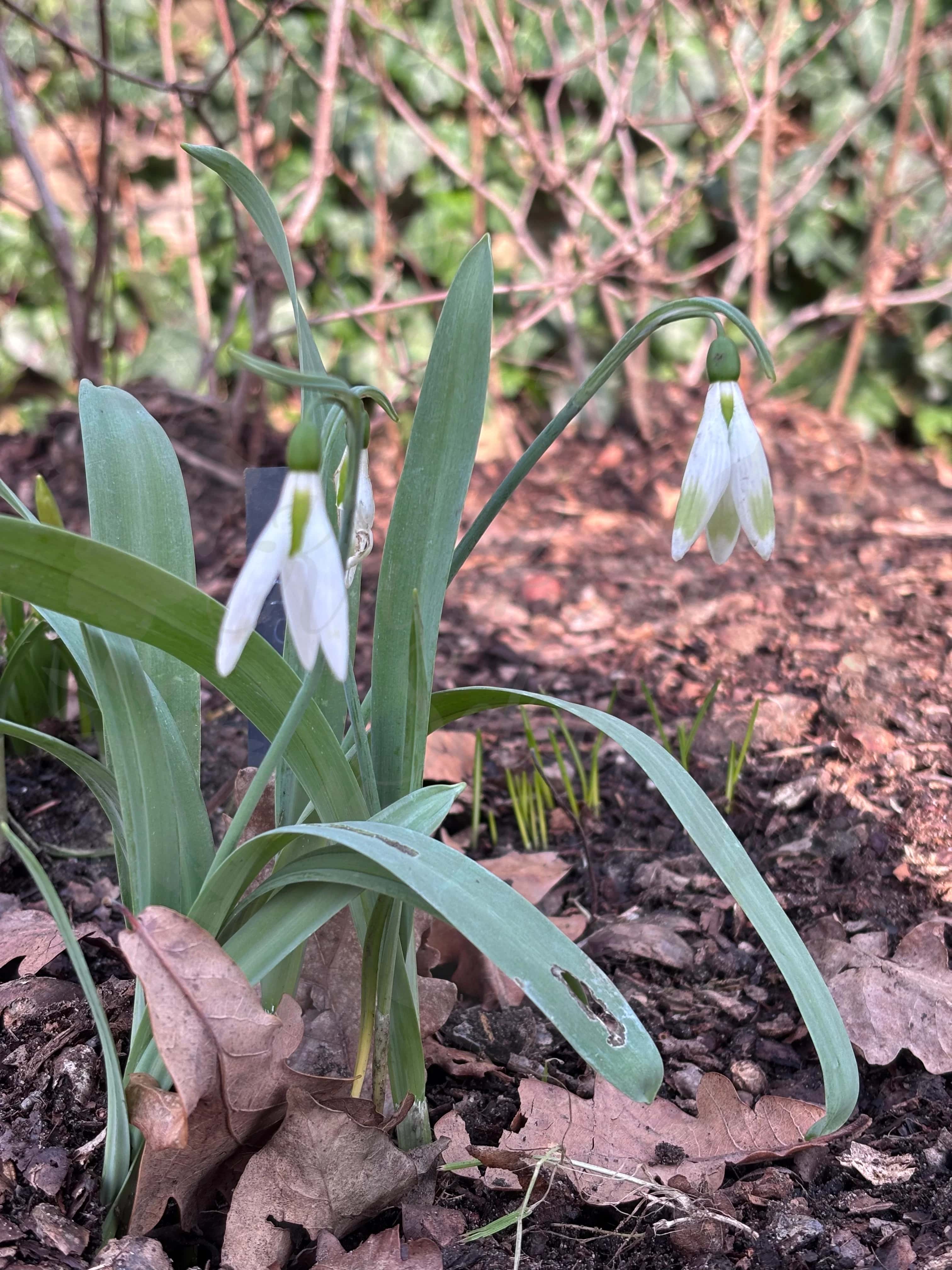 Galanthus "Moya's Green" 3