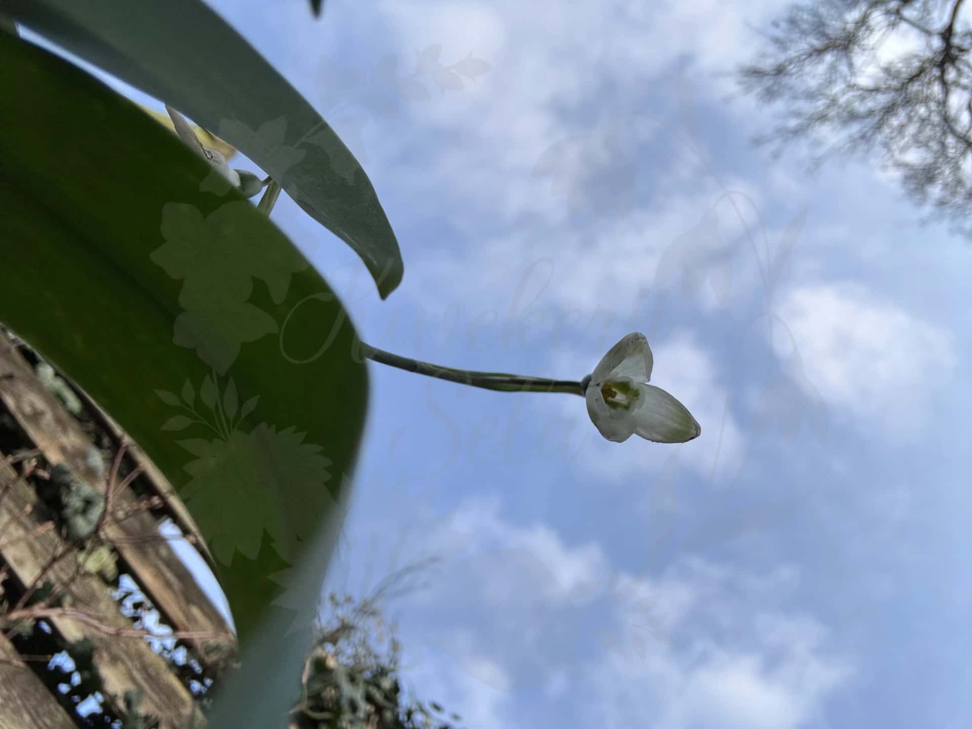 Galanthus "Moya's Green" 4