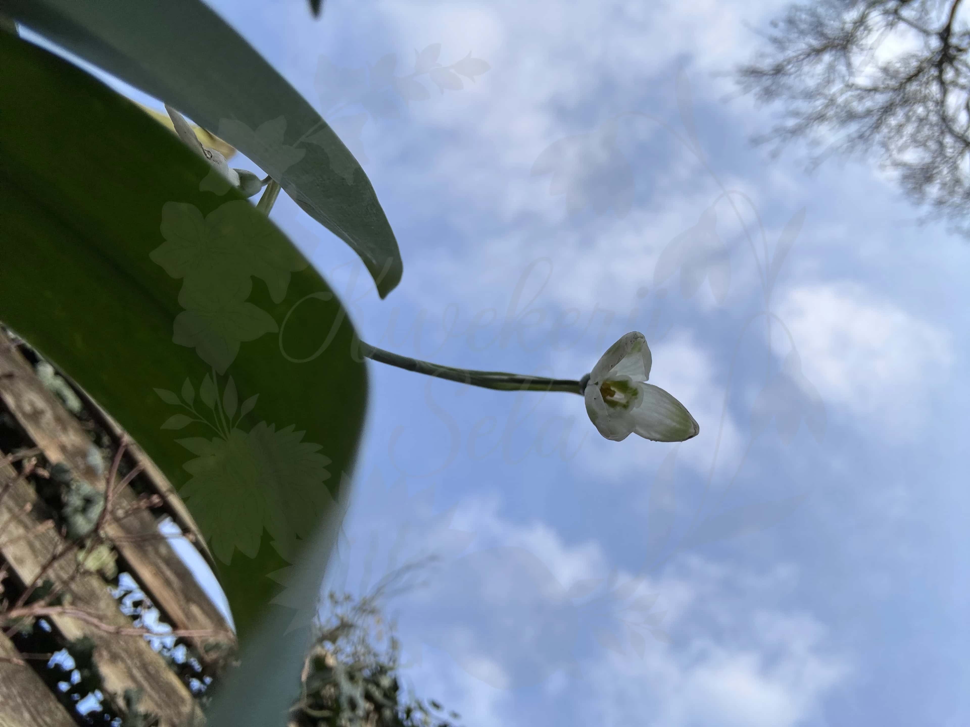 Galanthus "Moya's Green" 4